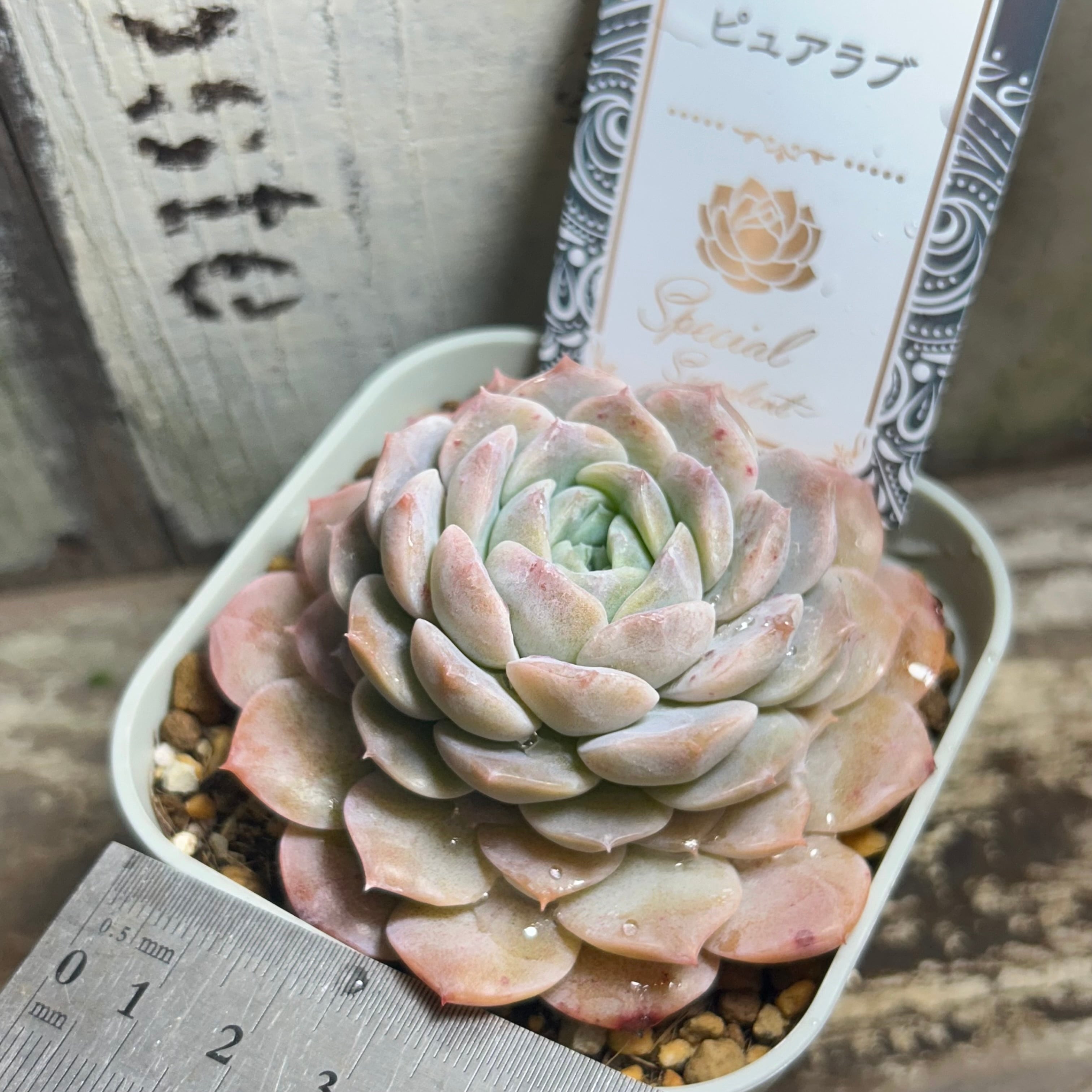 ピュアラブ | RuPo 多肉植物専門店