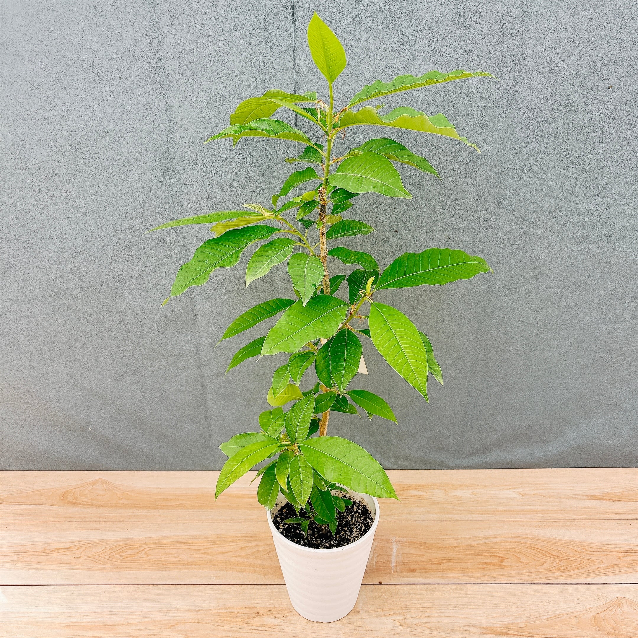 PF green☆【観葉植物/鉢苗/インテリア販売】