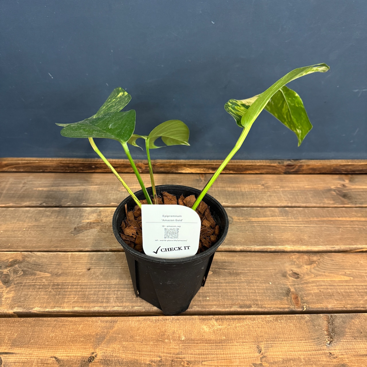 【クリアランス】エピプレナム アマゾンゴールド【351】