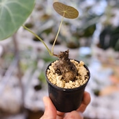 Stephania kaweesakii / ステファニア カウィーサキー⑳/ 観葉植物