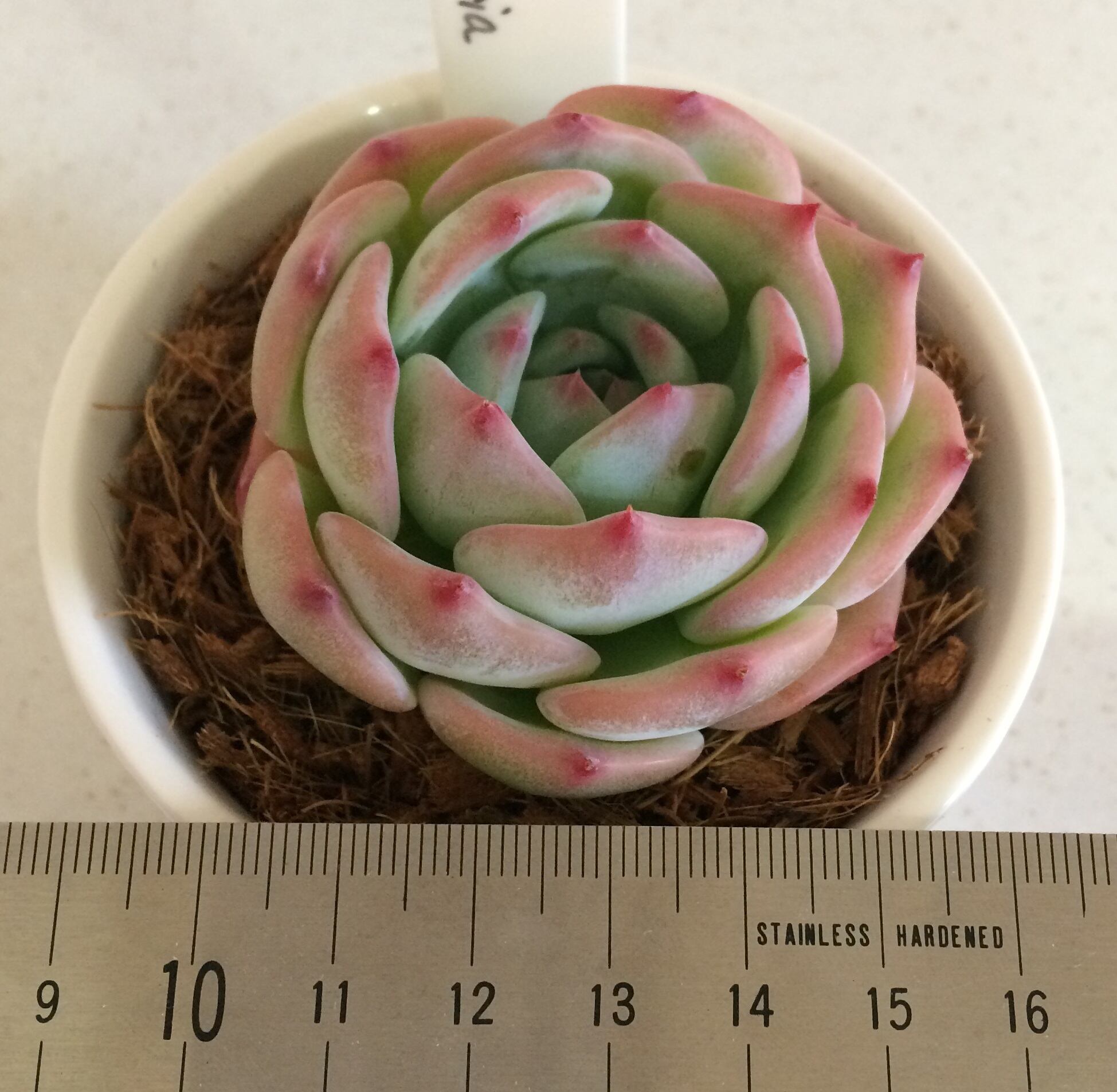 季心庵(kishinan) 多肉植物 エケベリア マリア Echeveria agavoides Maria 韓国苗 きしんあん 150 | 季心庵  きしんあん powered by BASE