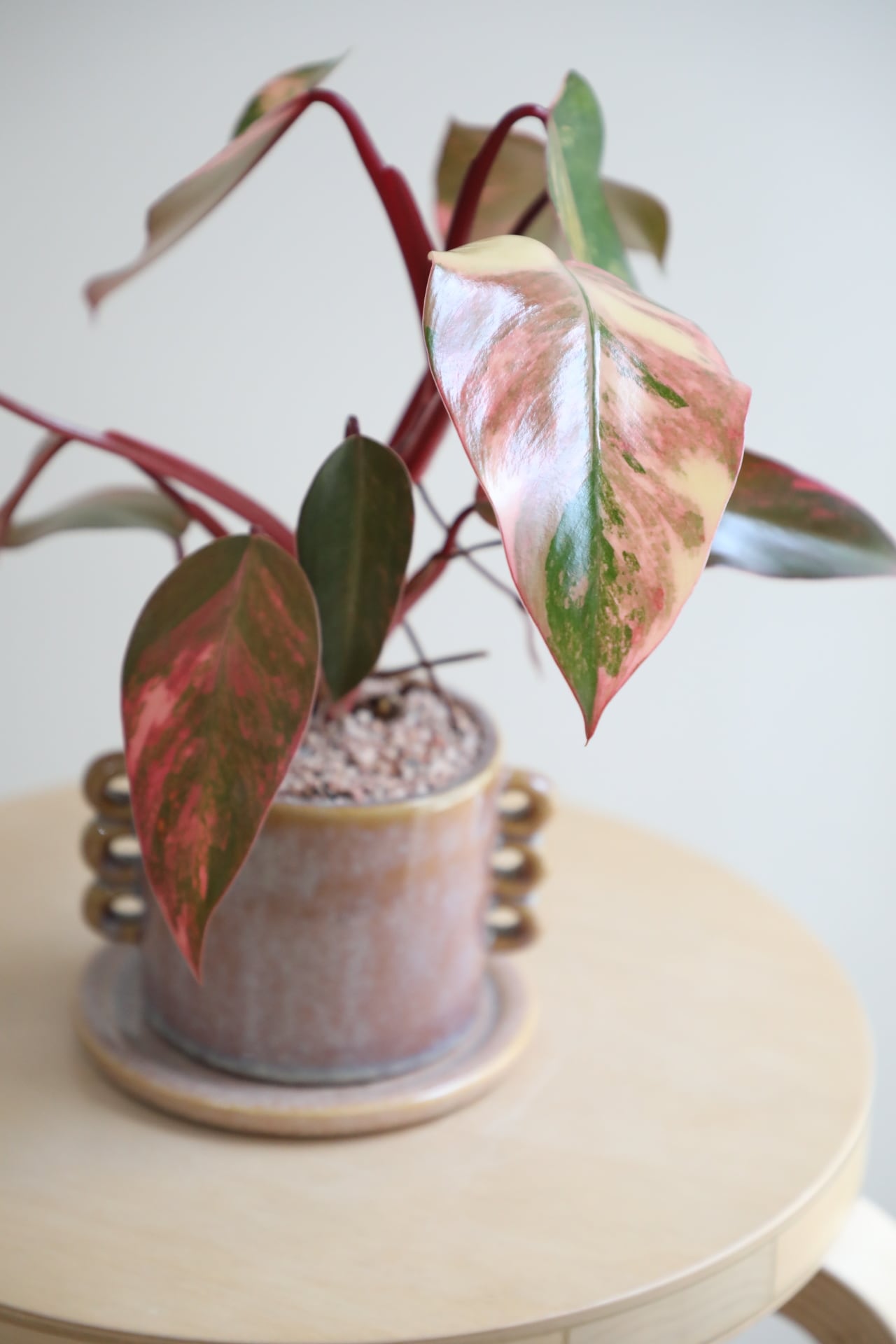 超希少❗️美斑❗️フィロデンドロン　ストロベリーシェイク✨ 希少】【M】フィロデンドロン ストロベリーシェイク/Philodendron