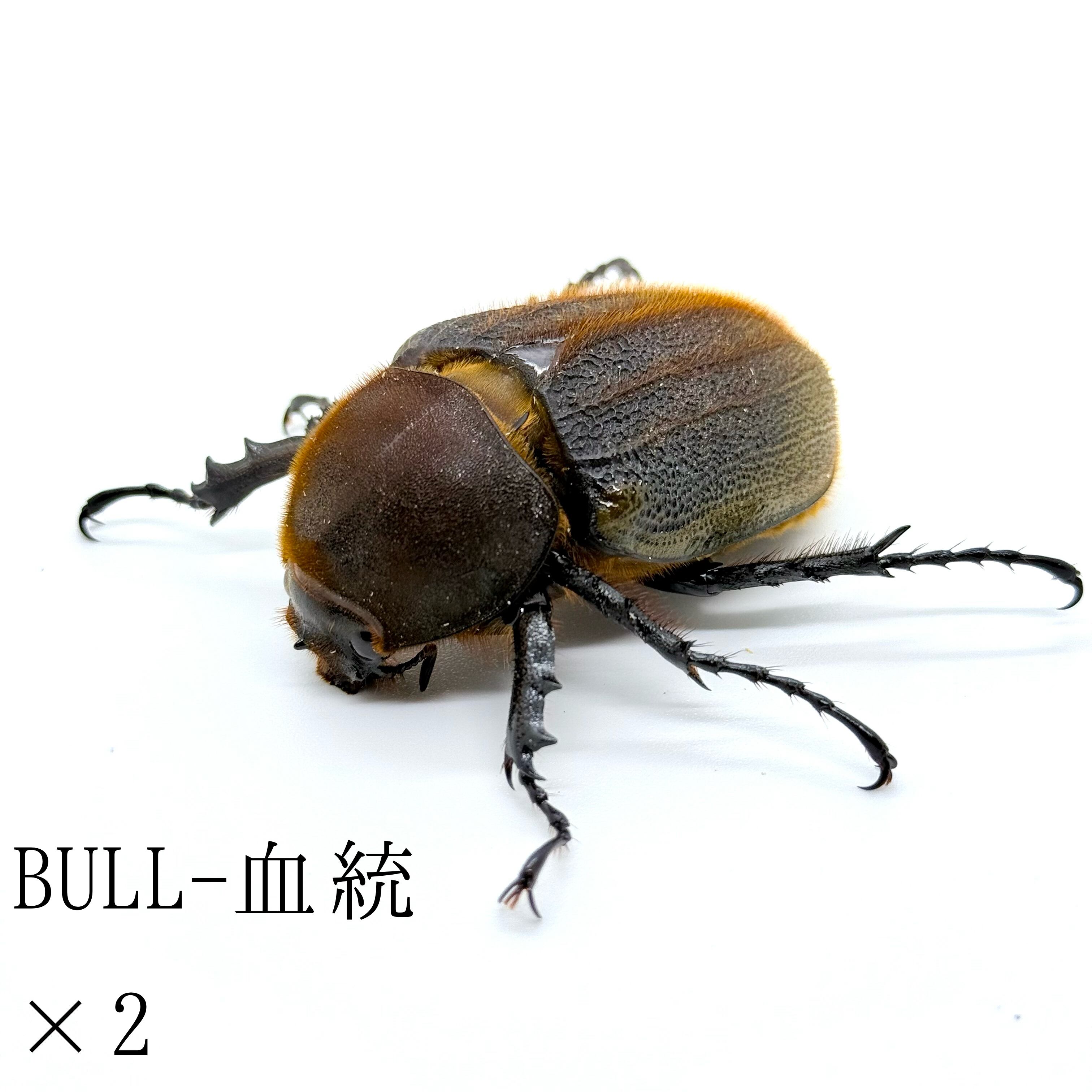 極太極短 / 成虫 / オス＆メスペア / ヘラクレスオオカブト | HERCULES