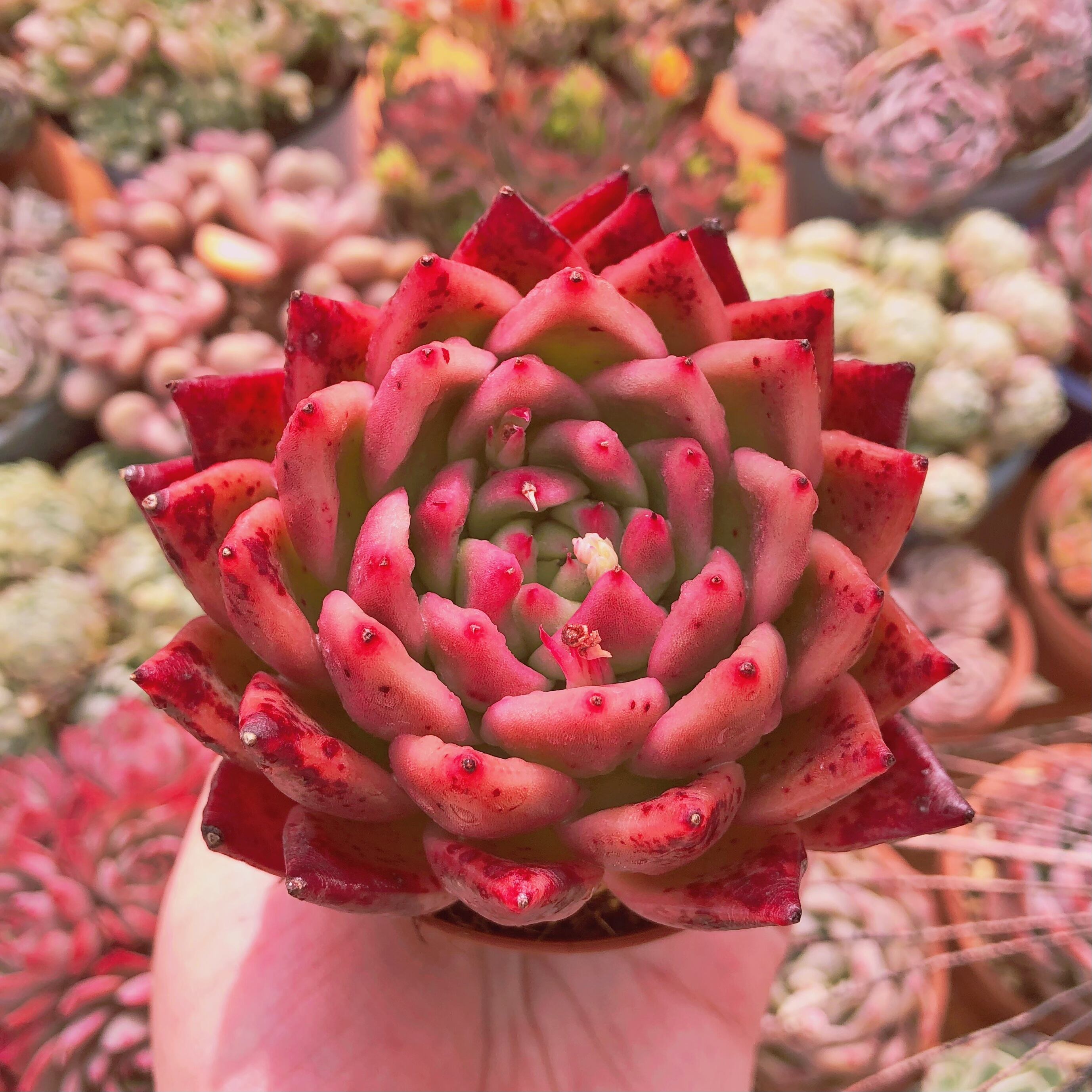 多肉植物　  蟠桃