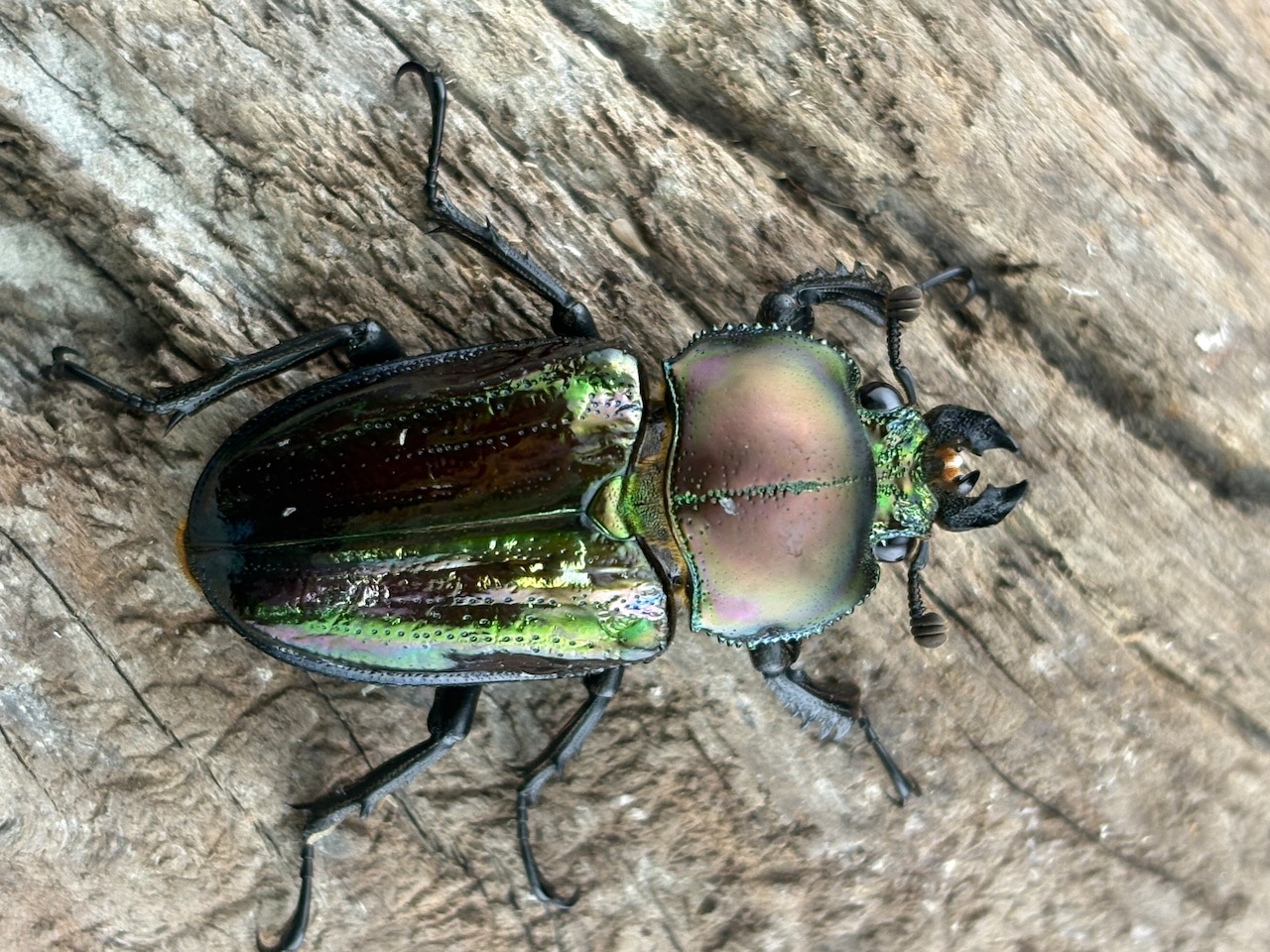 《ニジイロクワガタ 青紋紫紺系 60mm ペア》セルヴォラン氏委託個体