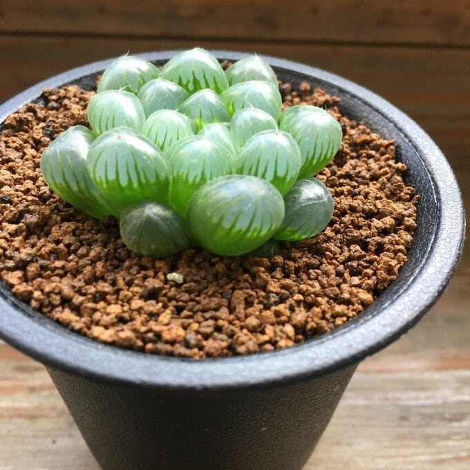 □アロエ/ラティフォリア□Aloe maculata v.latifolia【30.05】