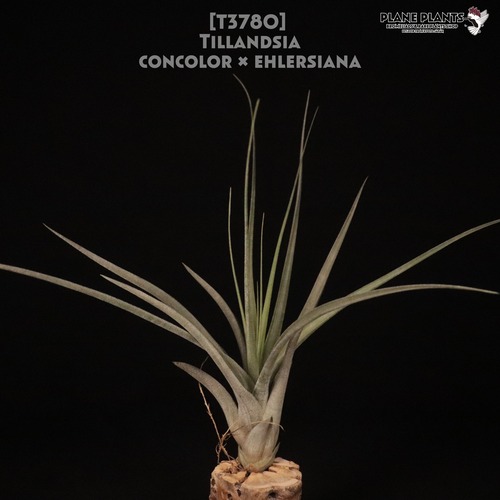 【送料無料】concolor × ehlersiana〔エアプランツ〕現品発送T3780