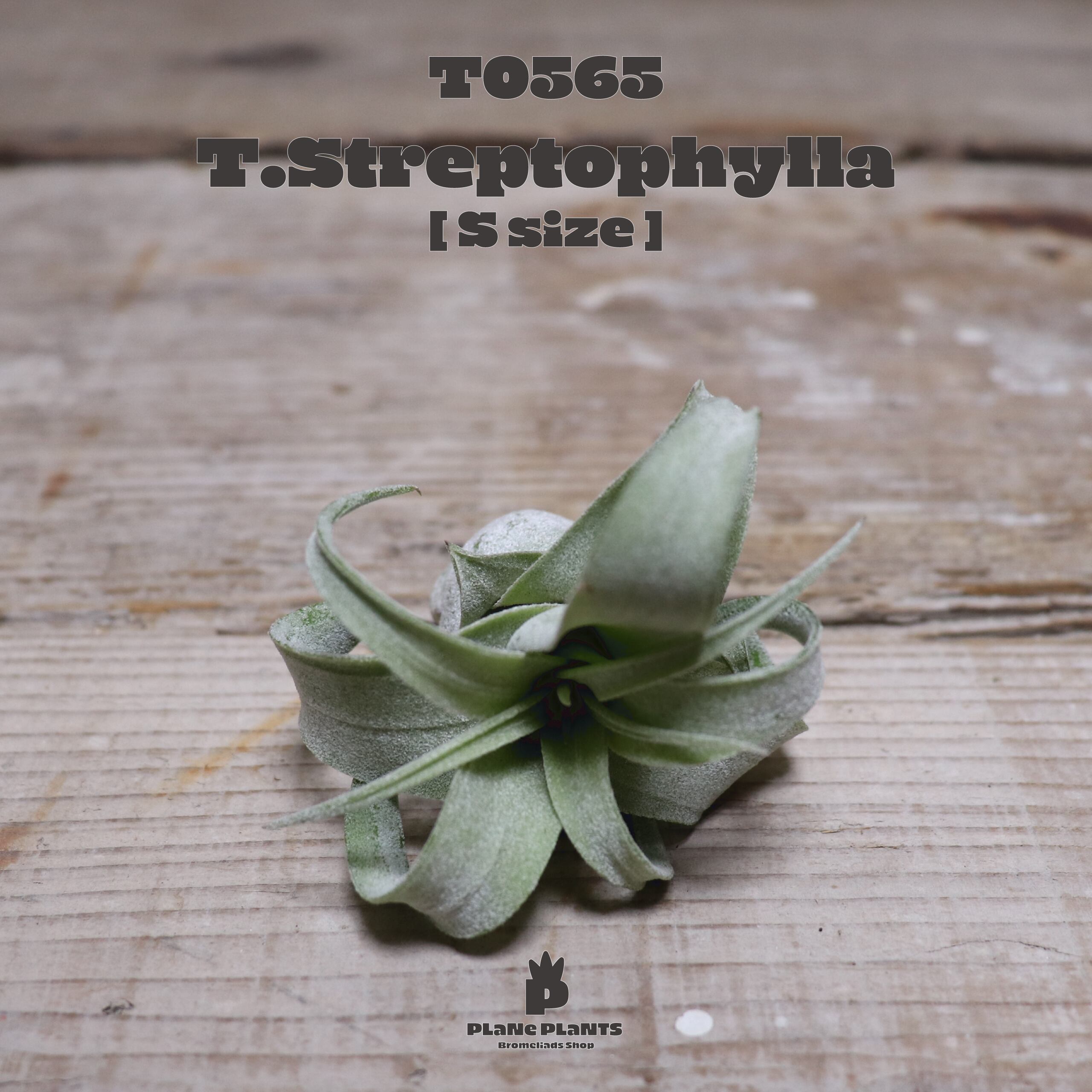 【送料無料】ストレプトフィラS〔エアプランツ〕現品発送T0565
