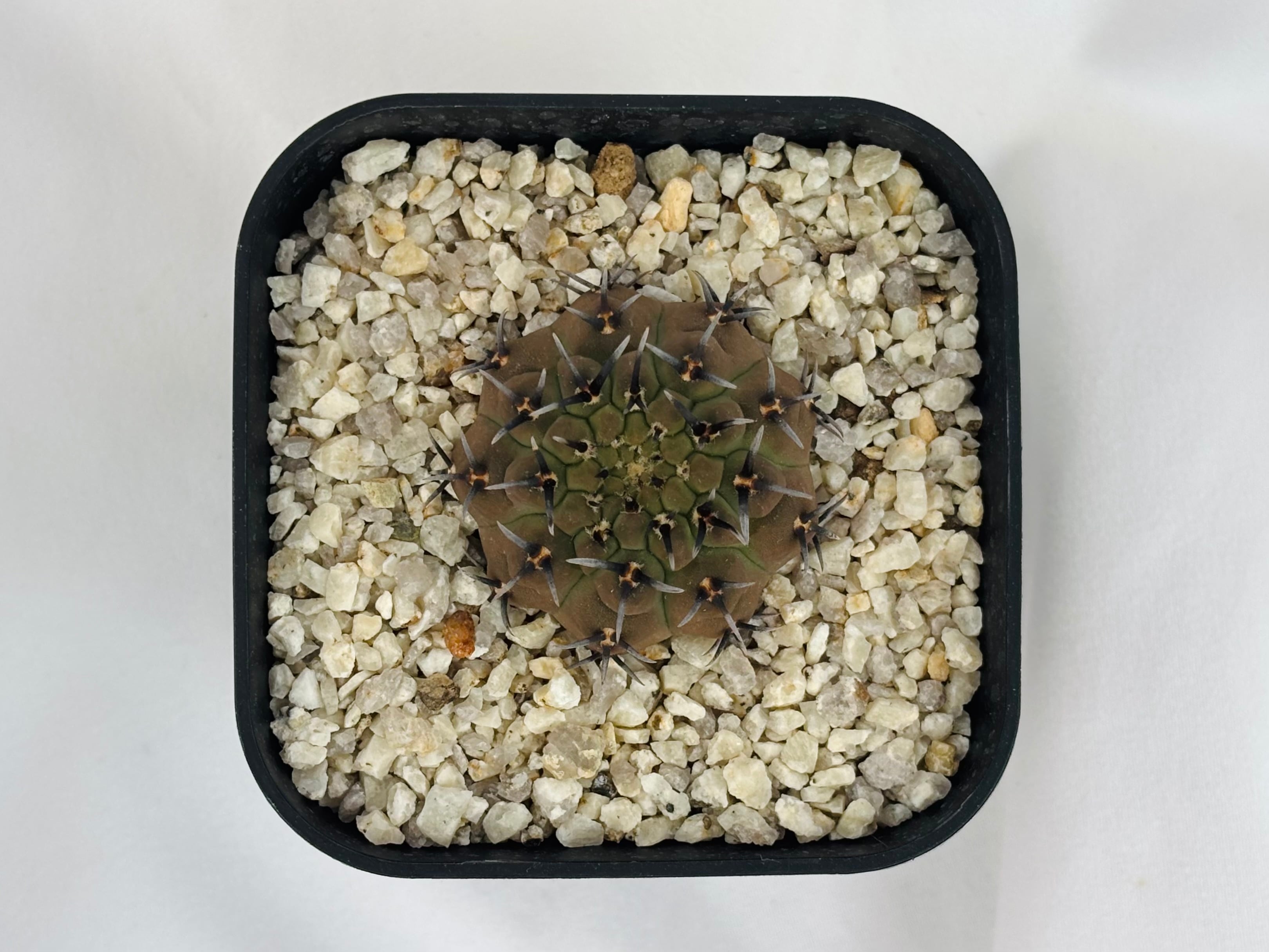 Gymnocalycium asterium ギムノカリキウム 黒刺鳳頭 サボテン | plants Gymnocalycium asterium ギムノカリキウム 黒刺鳳頭 サボテン | plants