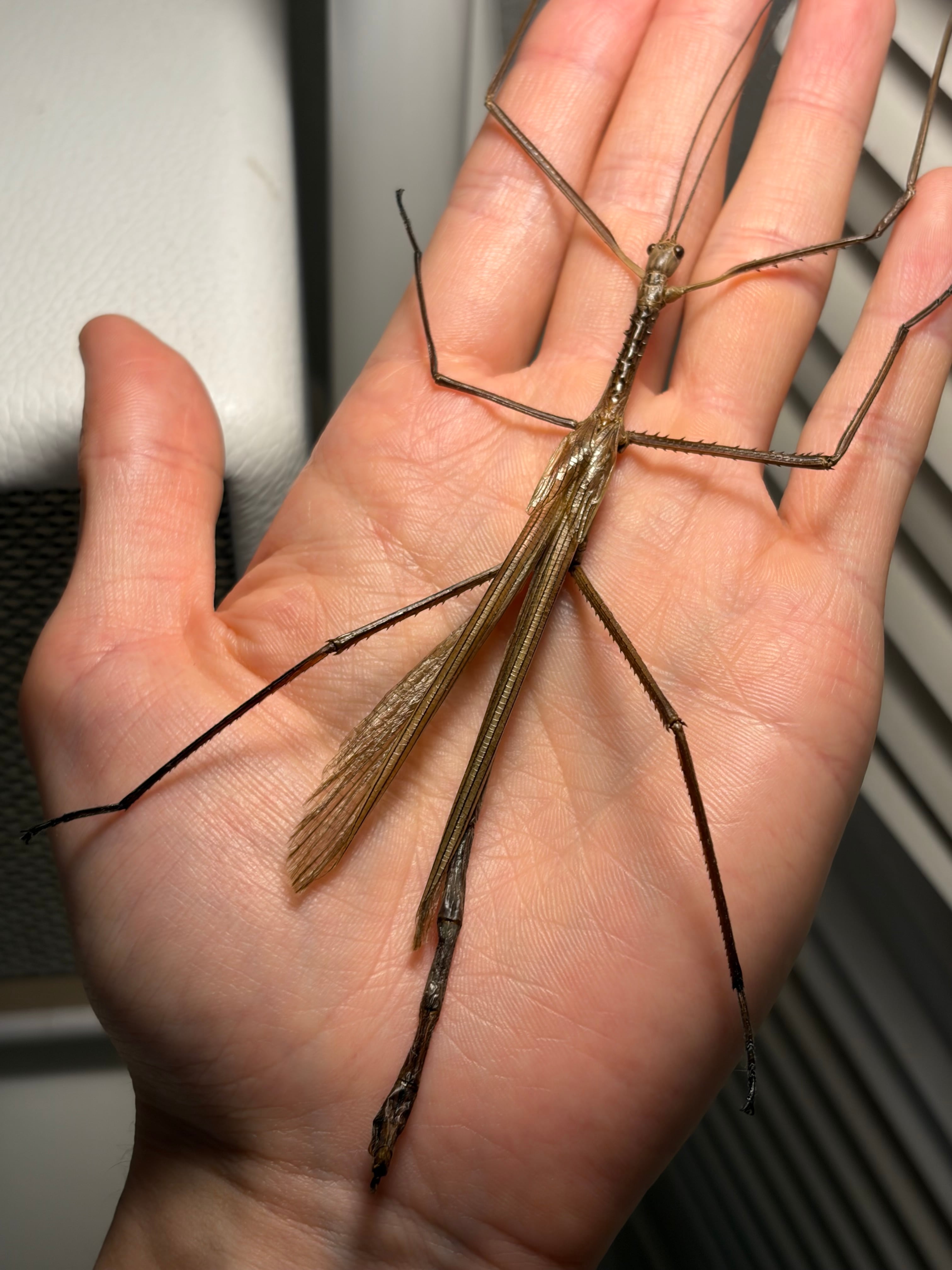 成虫♂】ウルフィングナナフシ コノハムシカマキリマンティスコロギス