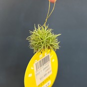 チランジア　アエラントス　テディベア【729】