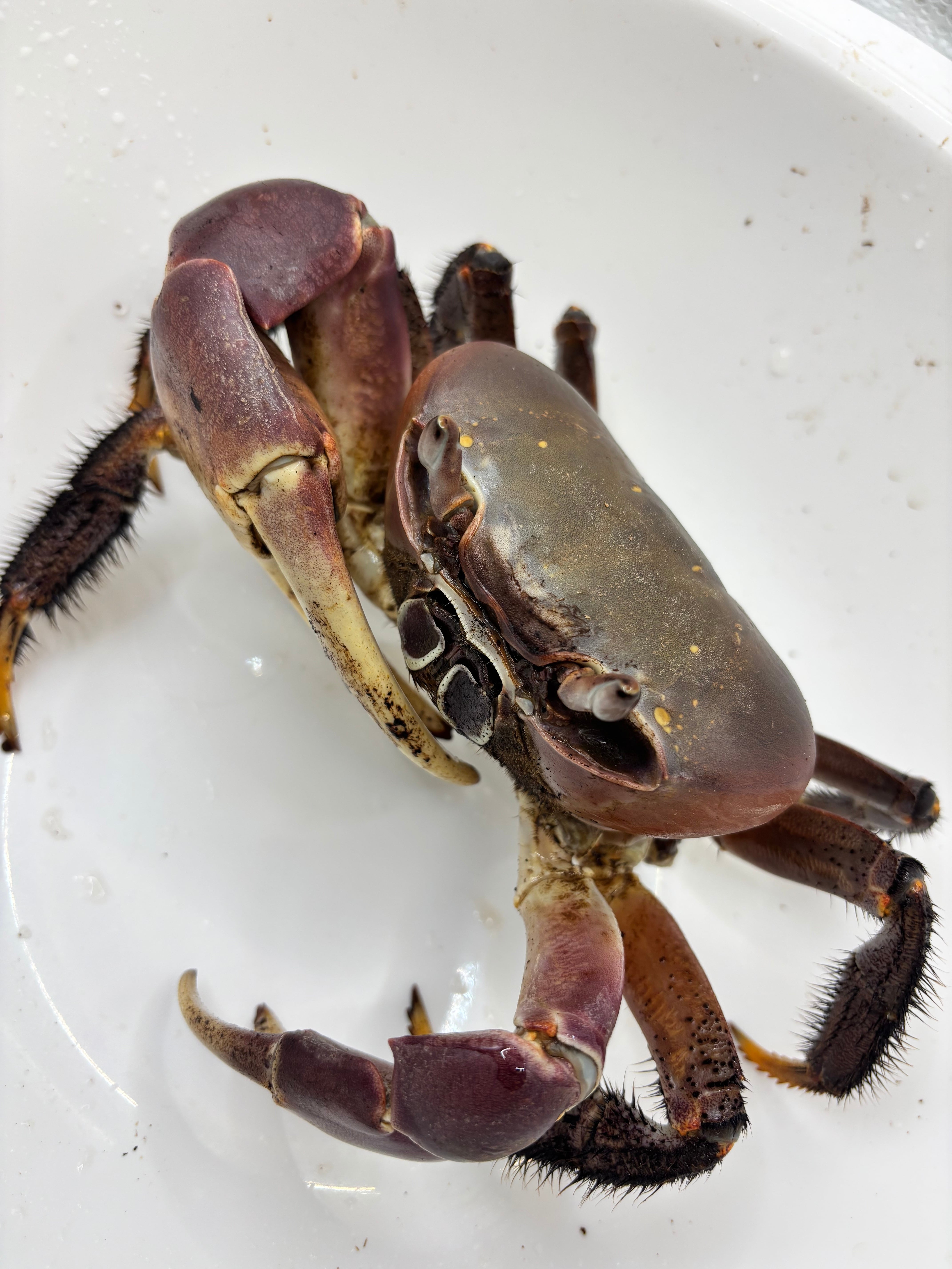 南アメリカのオニカミキリの1種・ペア ミナミオカガニ♂① 1匹 | まるころ商店〜まるくてころころした生き物