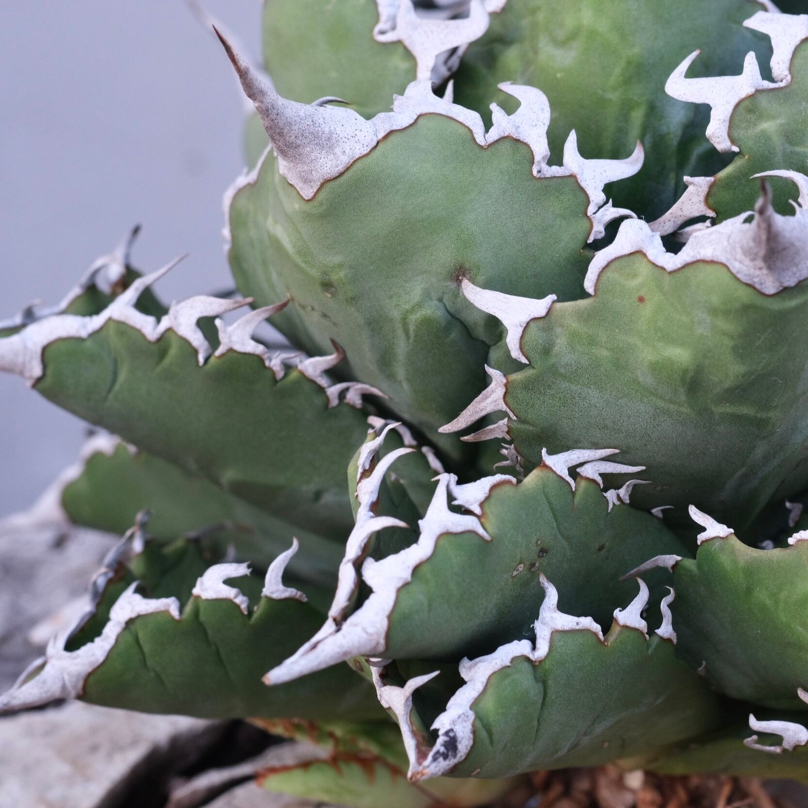 Agave titanota Wabi 狂棘夕映 ф 18cm （子株付） | wabi