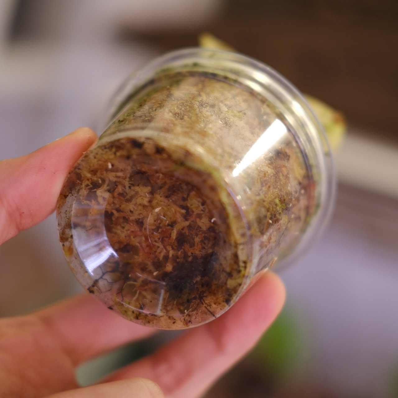 Anthurium forgetii “Australia version” × Anthurium carlablackiae②|アンスリウム|観葉植物