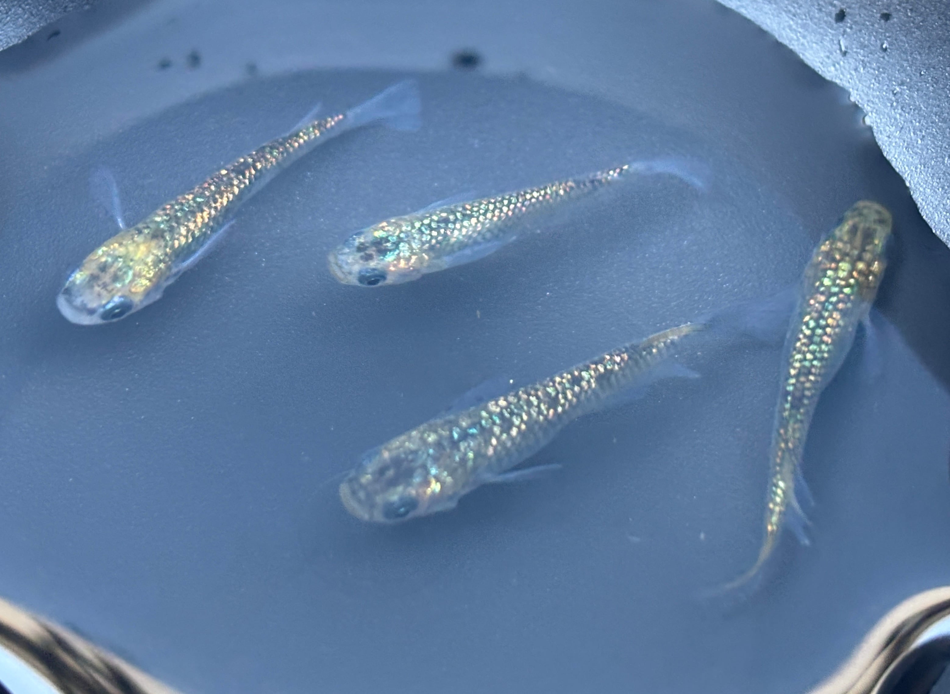 舞めだか直系】童虎プラチナ 2ペア | めだか専門店宮崎 舞めだか直系】童虎プラチナ 2ペア | めだか専門店宮崎
