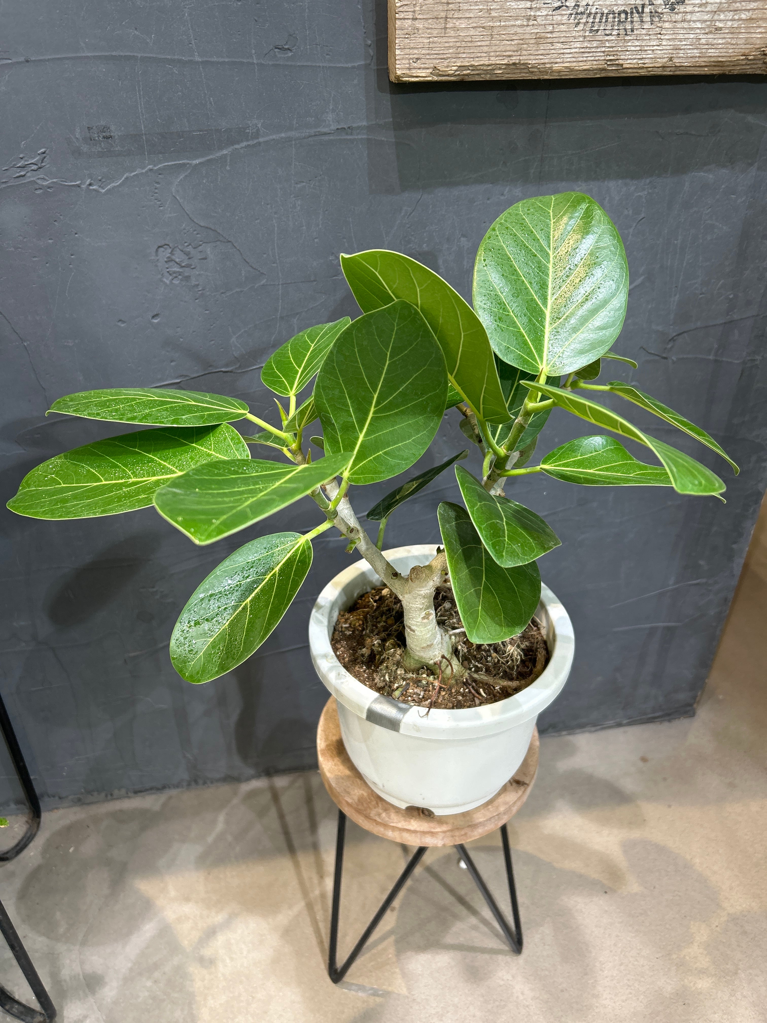 フィカス ベンガレンシス 盆栽仕立て | MIDORIYA 観葉植物専門店