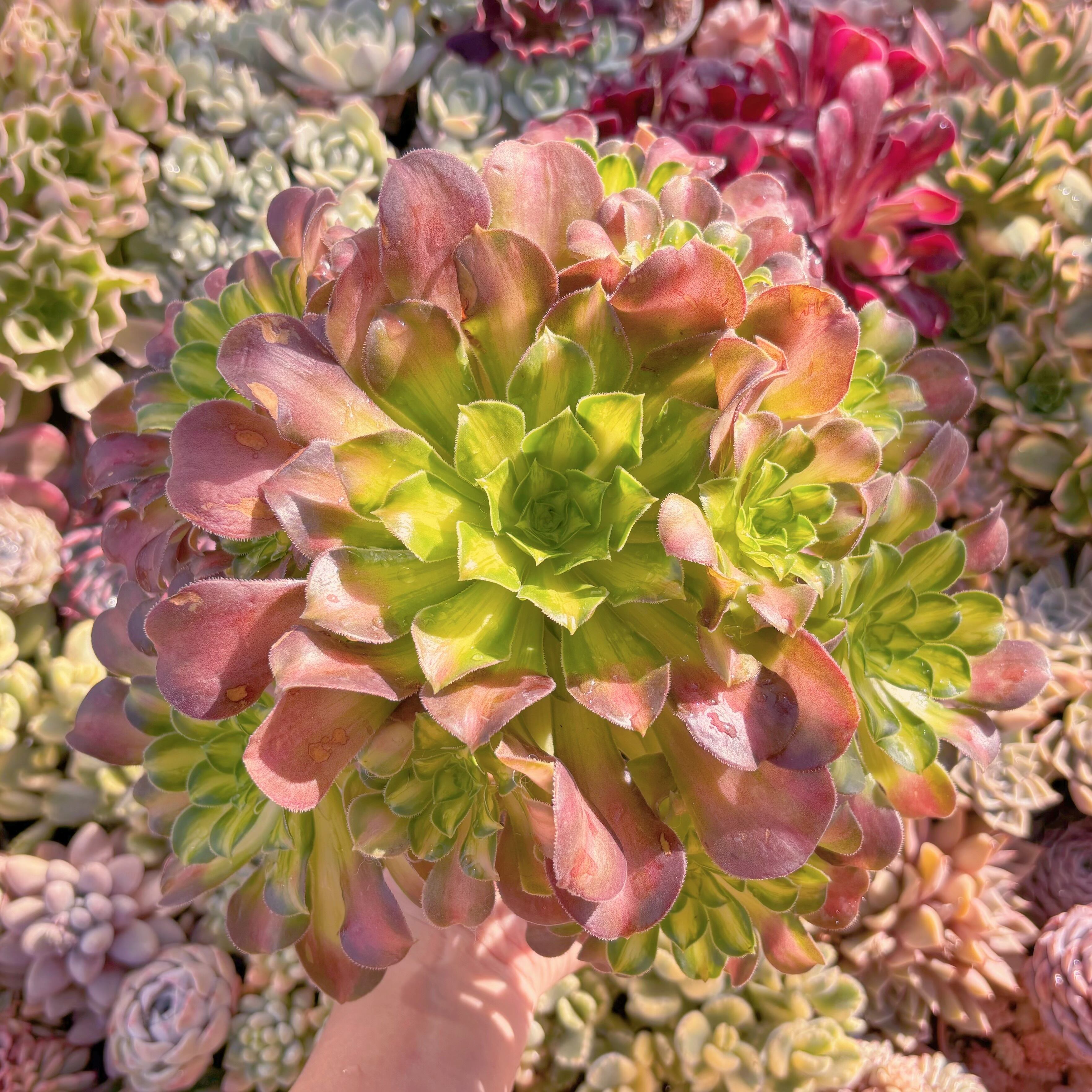 現品　パラダイス錦#531　特大群生　るる農園