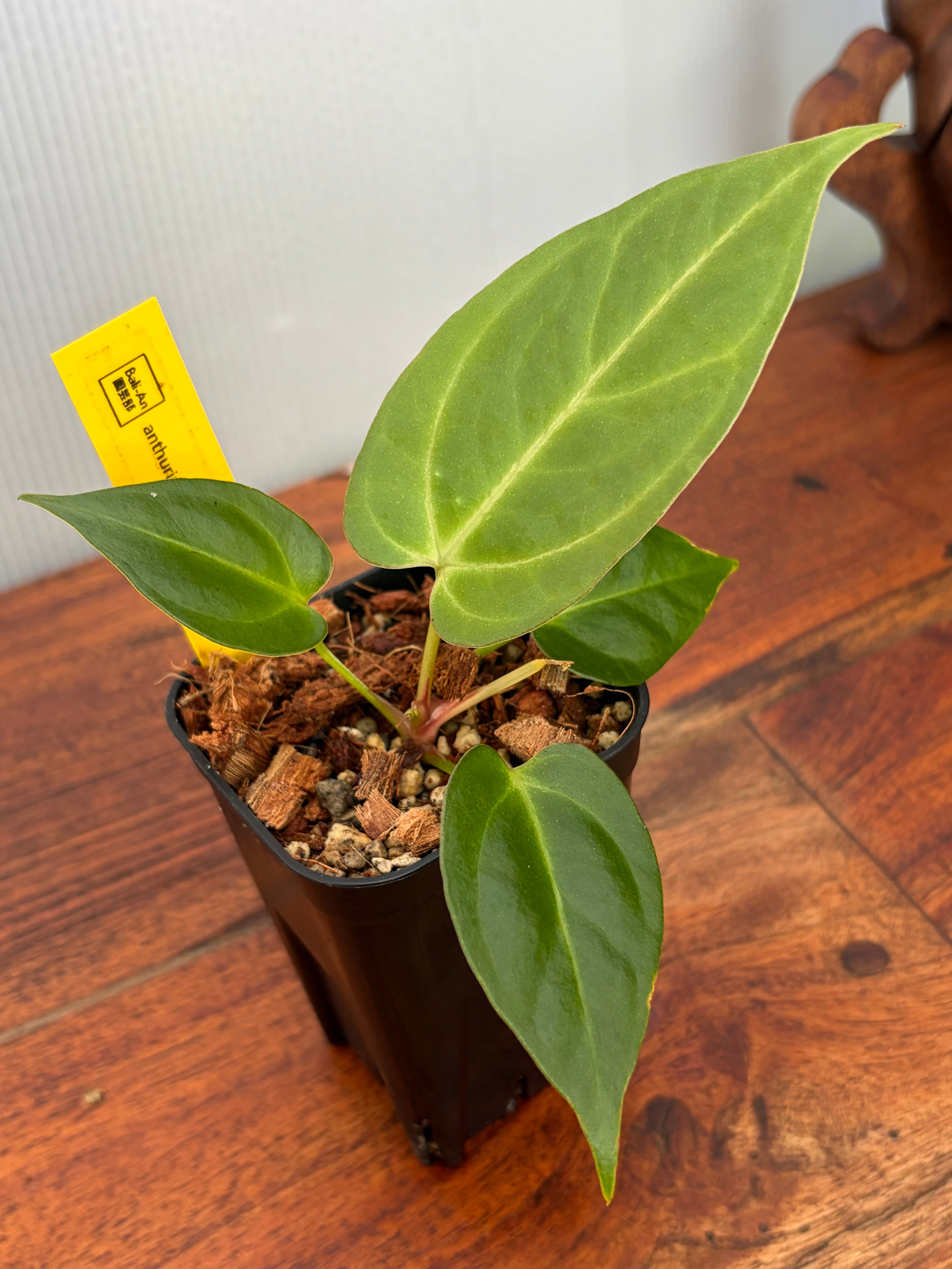 Anthurium | BALI-AN 園芸