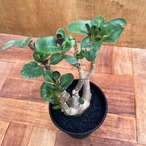 Othonna triplinervia【オトンナ・トリプリネルビア】