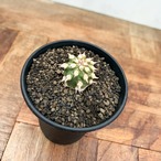Euphorbia cv. Tom【ユーフォルビア・トム】