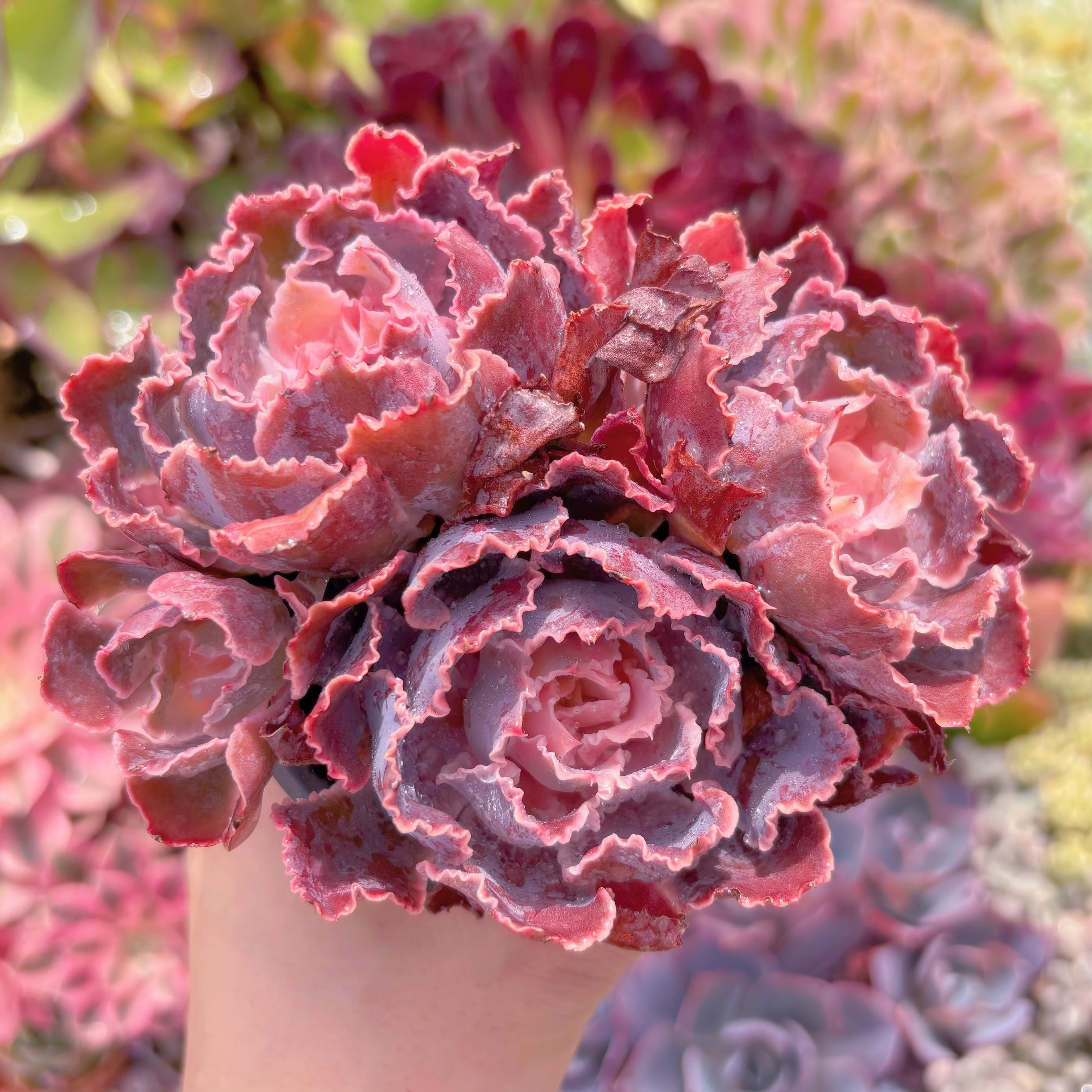 現品　シャビアナ#B09　群生　るる農園