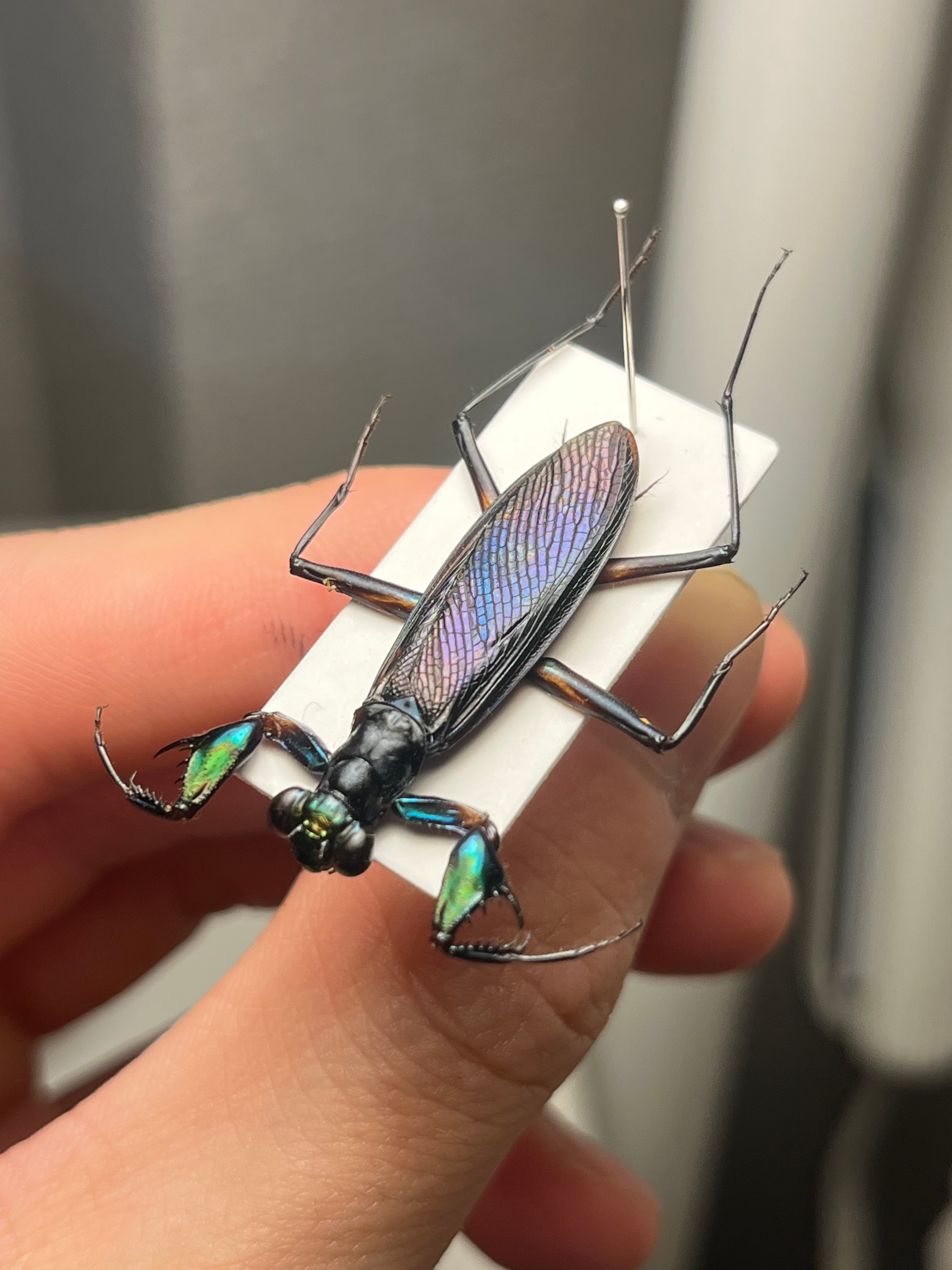 標本】ケンランカマキリ スパイダーマンティスレッドローチ