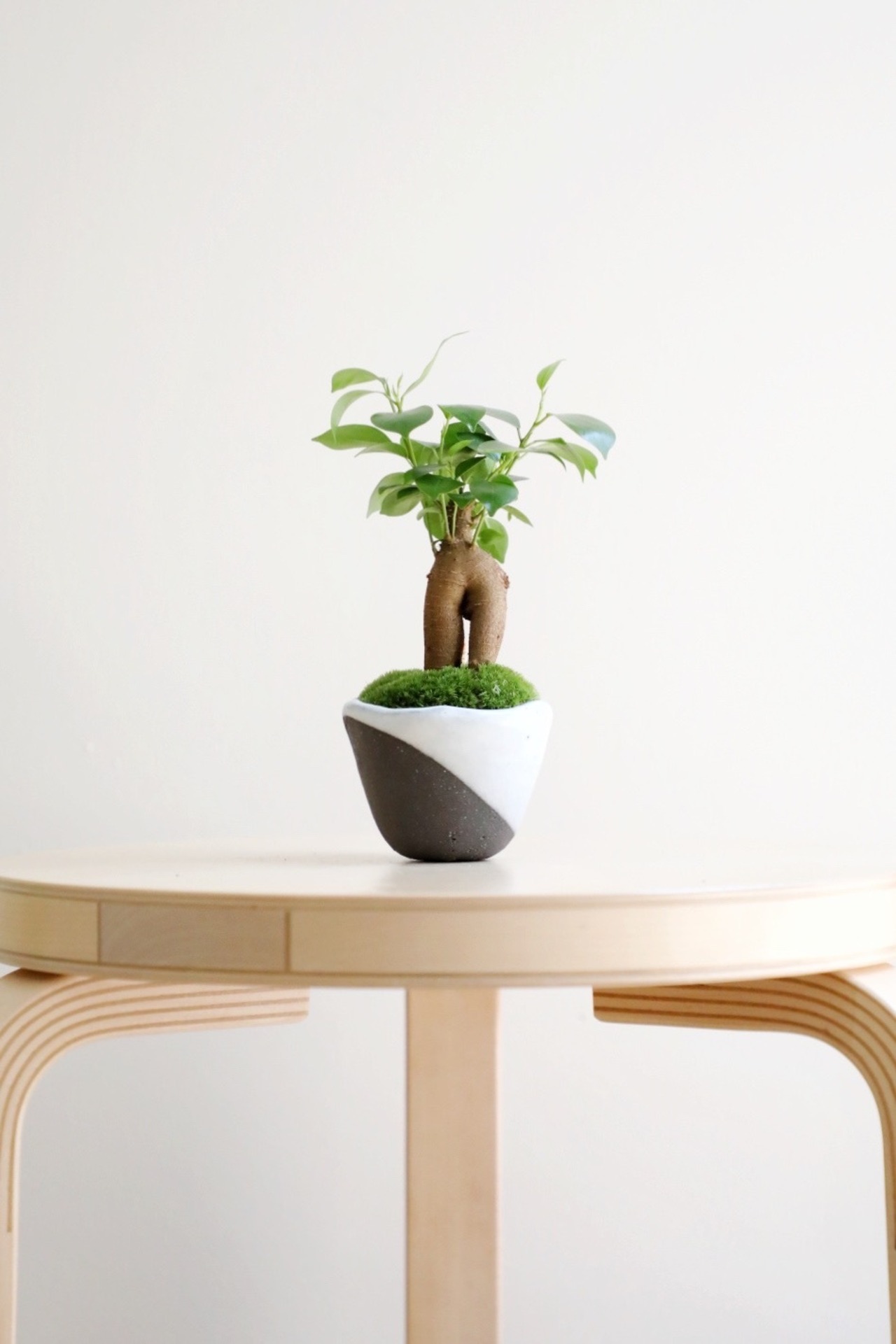 【S】ガジュマル 盆栽/Ficus microcarpa