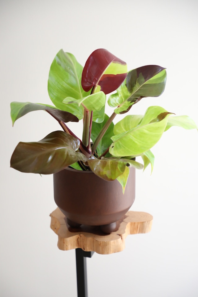 【M】【希少】フィロデンドロン イエローフレーム/ Philodendron Imperial Yellow Flame ※マンゴーウッドポット付き