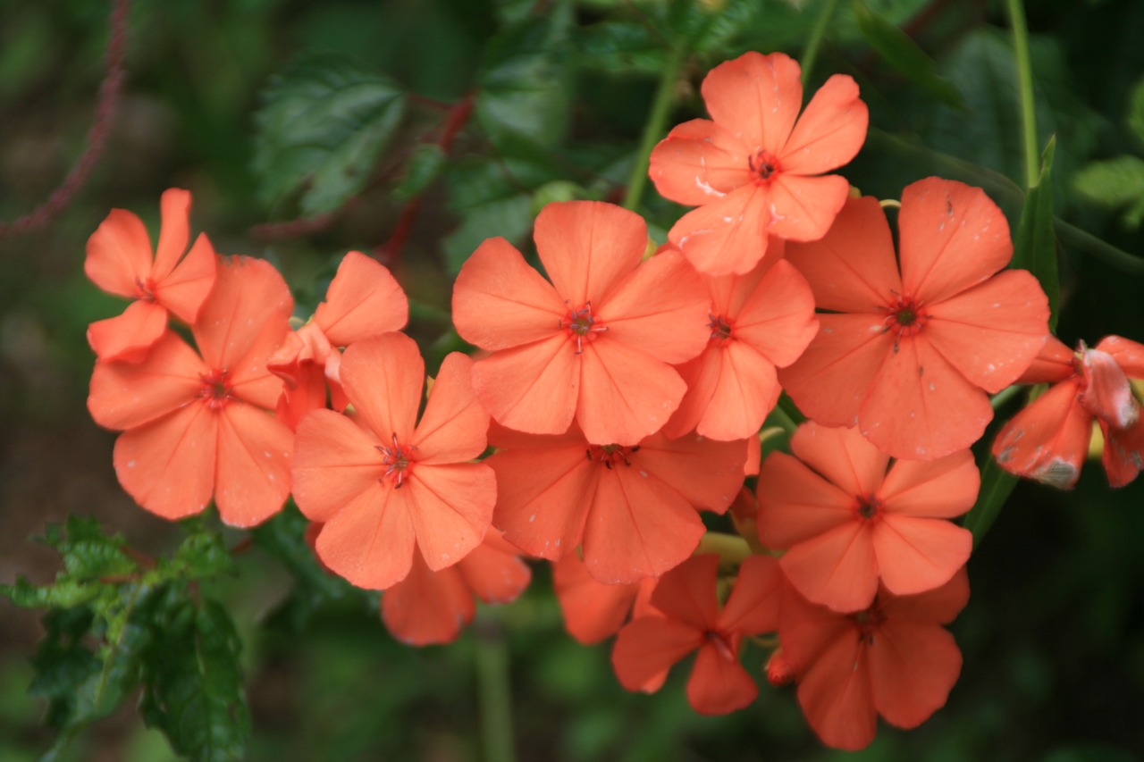 フシグロセンノウ(節黒仙翁)7,5〜9cmポット 【山野草】の画像03