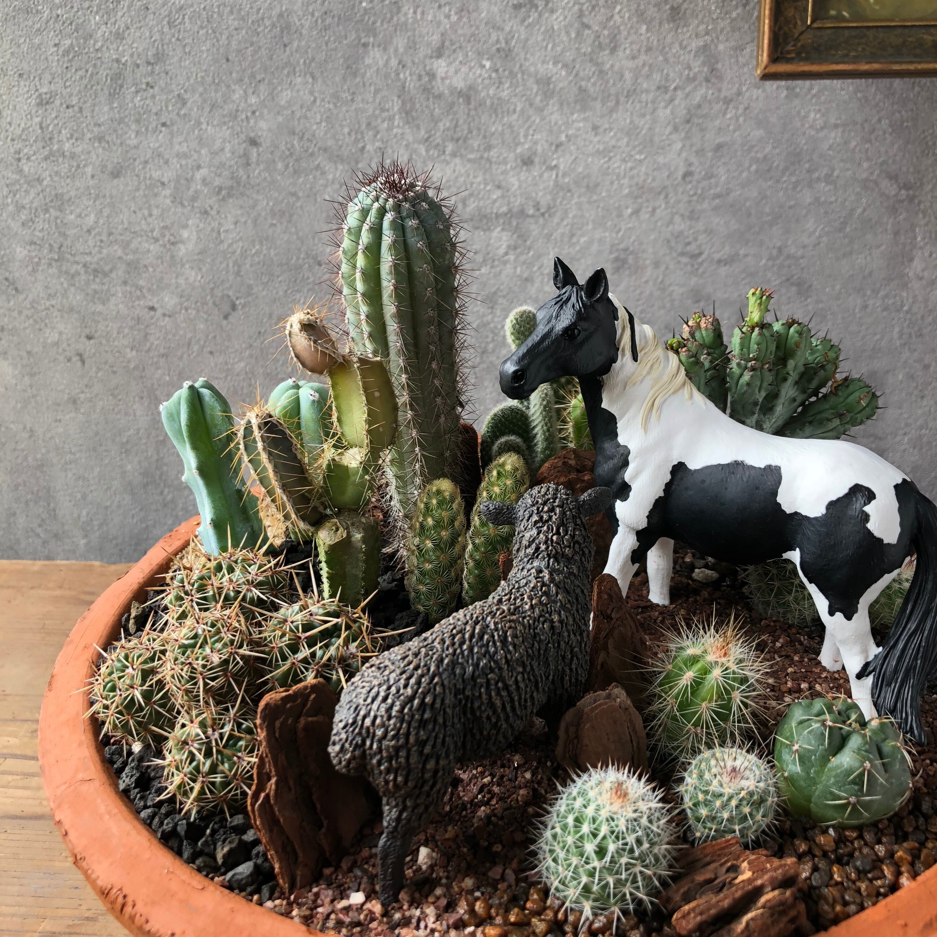 Pinto horse & Black sheep