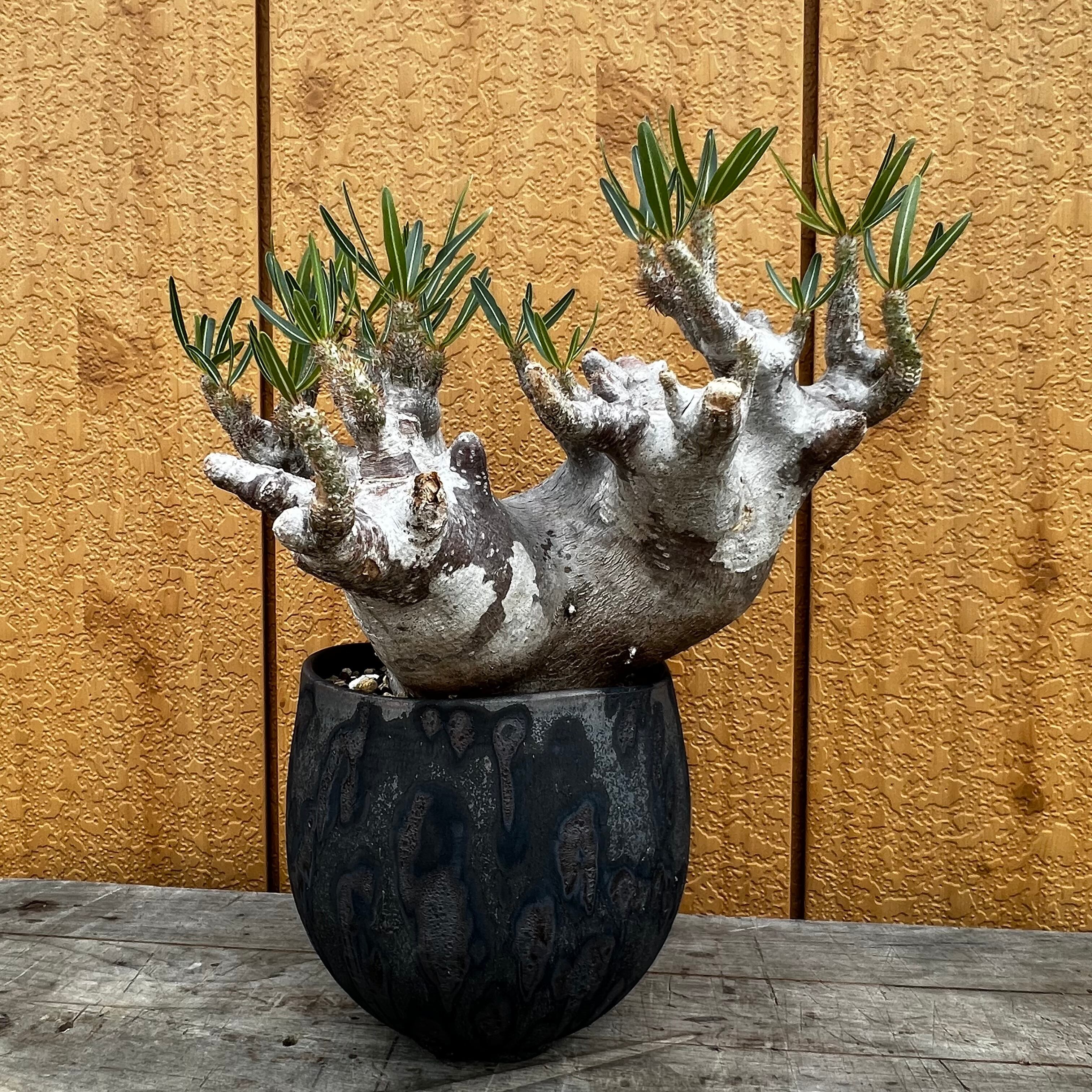 13. パキポディウム イノピナツム 細川政己鉢 【発根済】 | KOBE AGAVE  