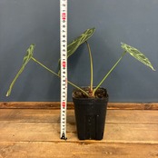【クリアランスセール対象商品】アンスリウム　magnificam 'Silver' × (Michell × Zara F3)【273】