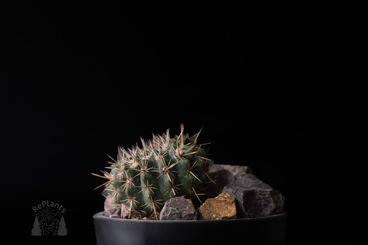 Notocactus submammulosus｜獅子王丸