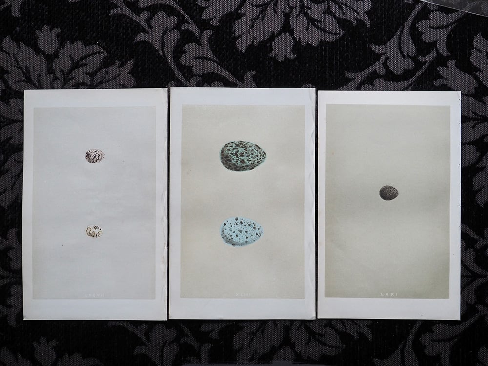 鳥の骨格と内蔵の図版 | antique Salon