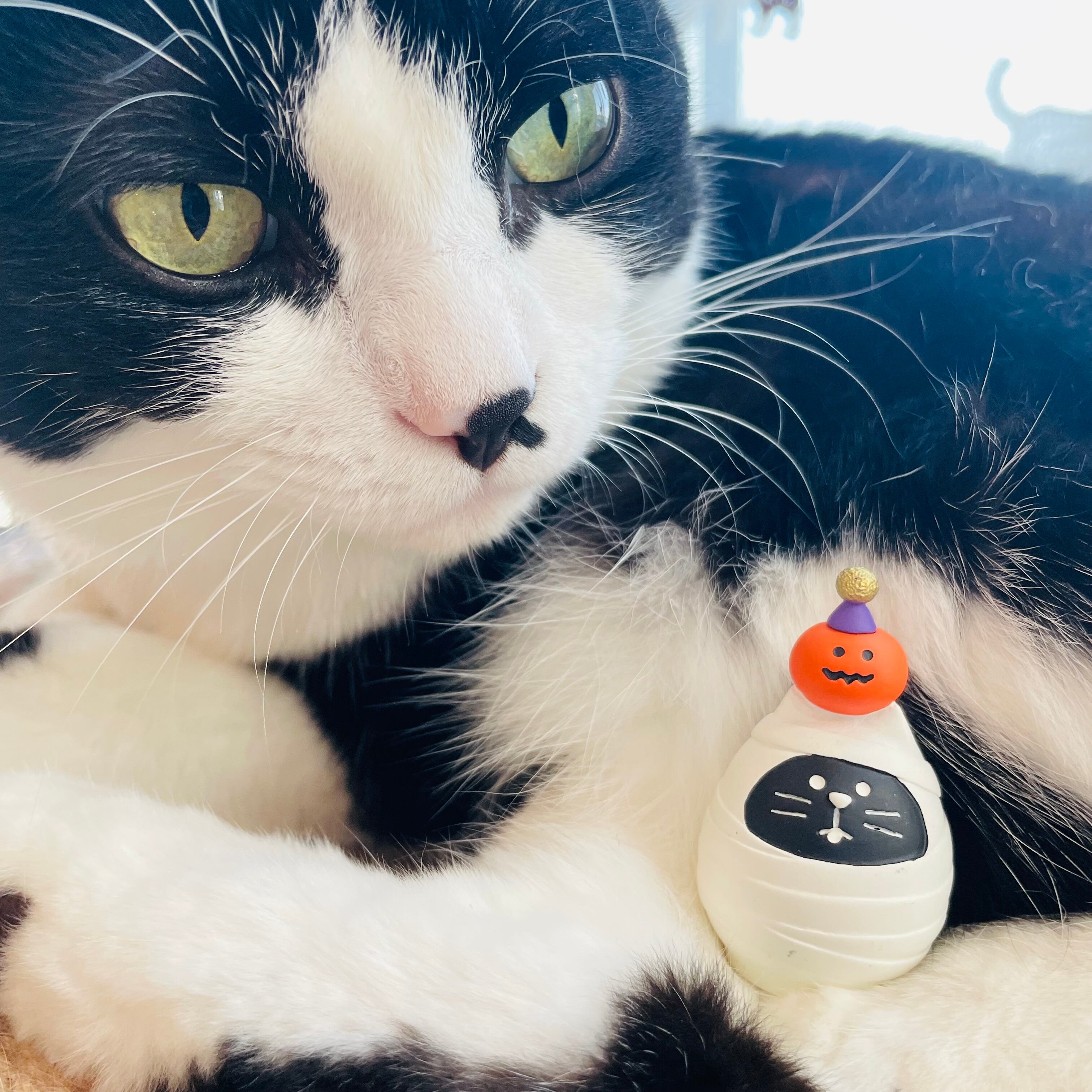 concombre｜コンコンブル｜ハロウィン ねこだるまミイラ 猫雑貨 ねこ ネコ ハロウィン ディスプレイ 収集癖 コレクション