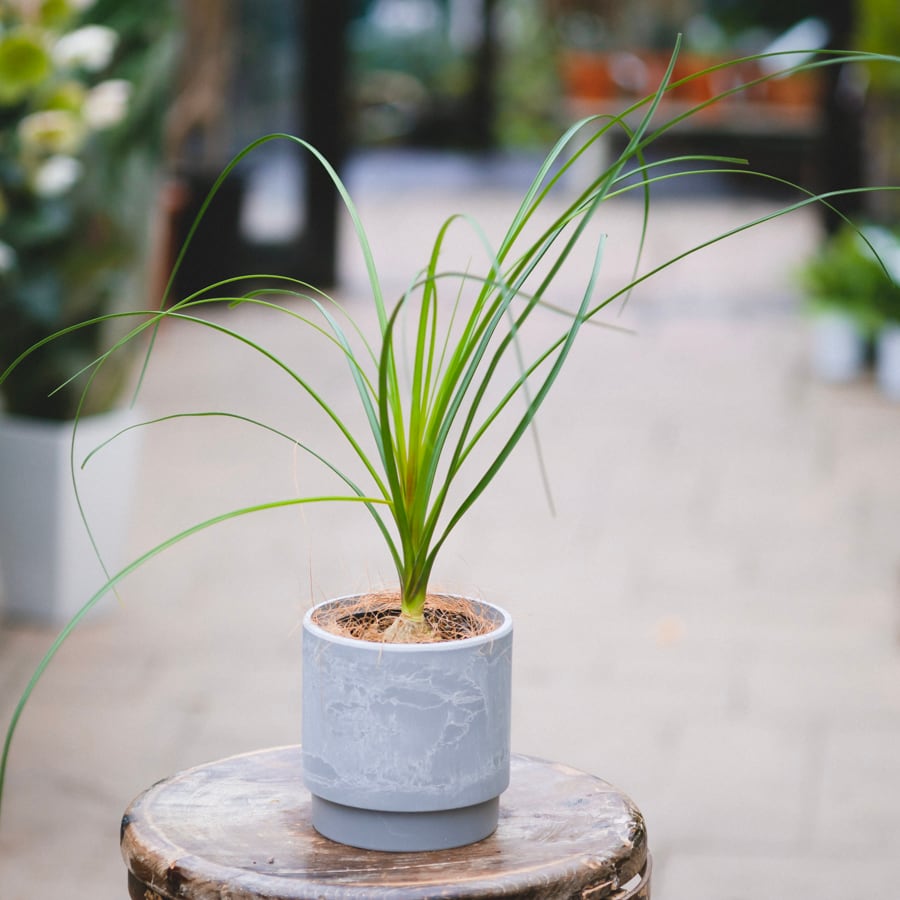 ノリナポニーテール【トックリラン】まん丸樹形綺麗❗観葉植物！高さ90！カール長い