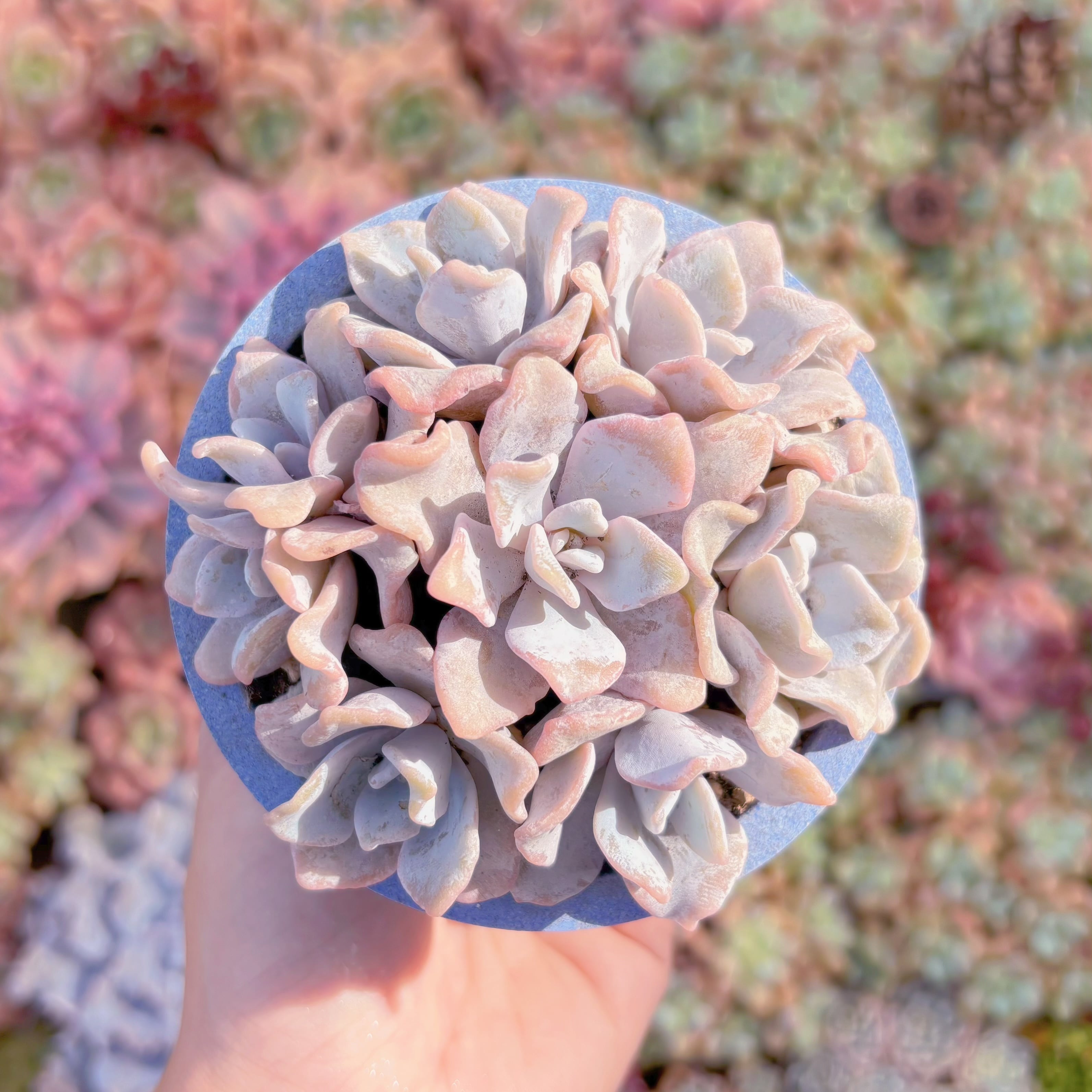 多肉植物　クリスペートビューティー(7苗)　新入荷　るる農園