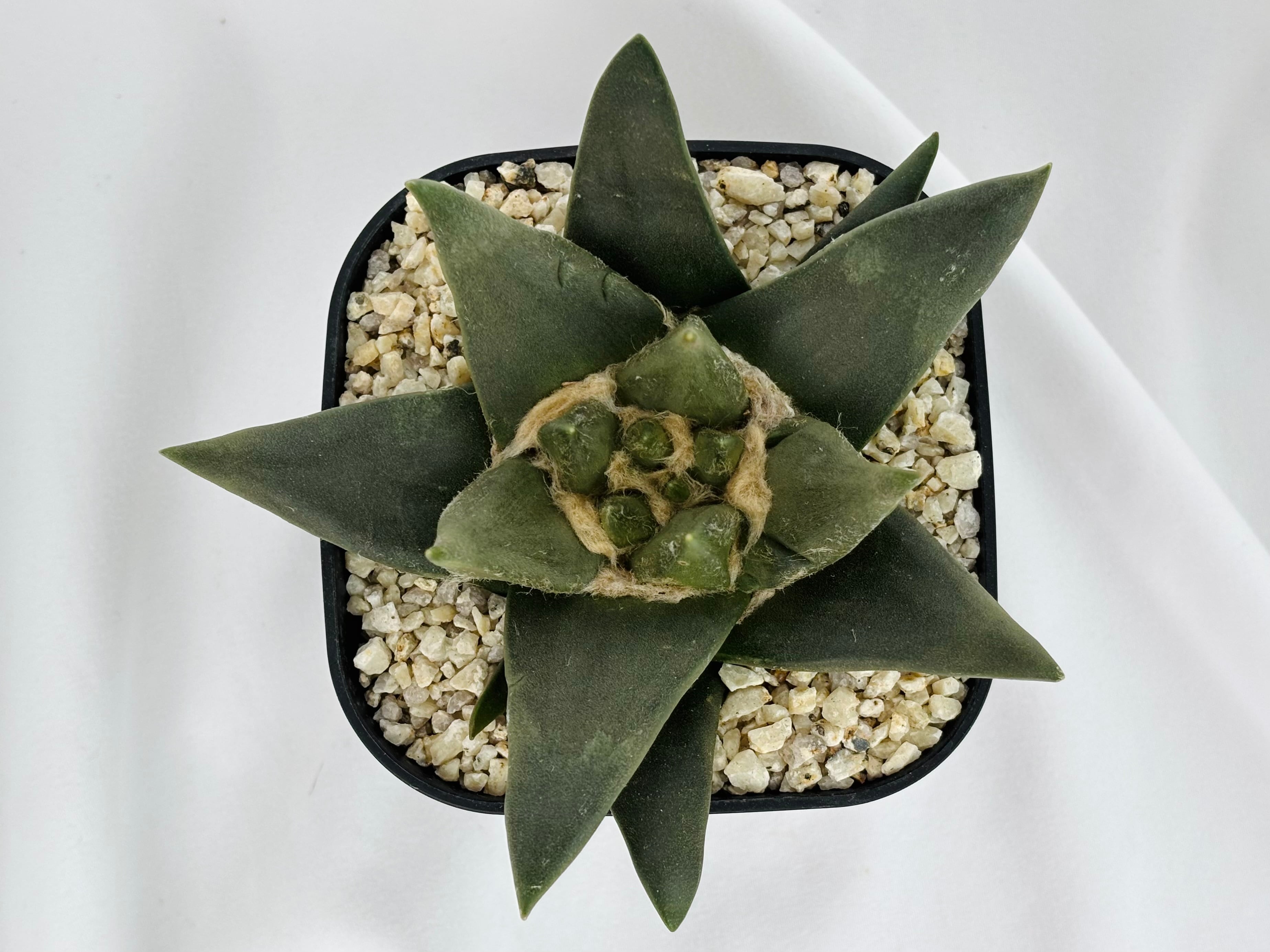 Ariocarpus trigonus アリオカルプス 三角牡丹 サボテン | plants MARU