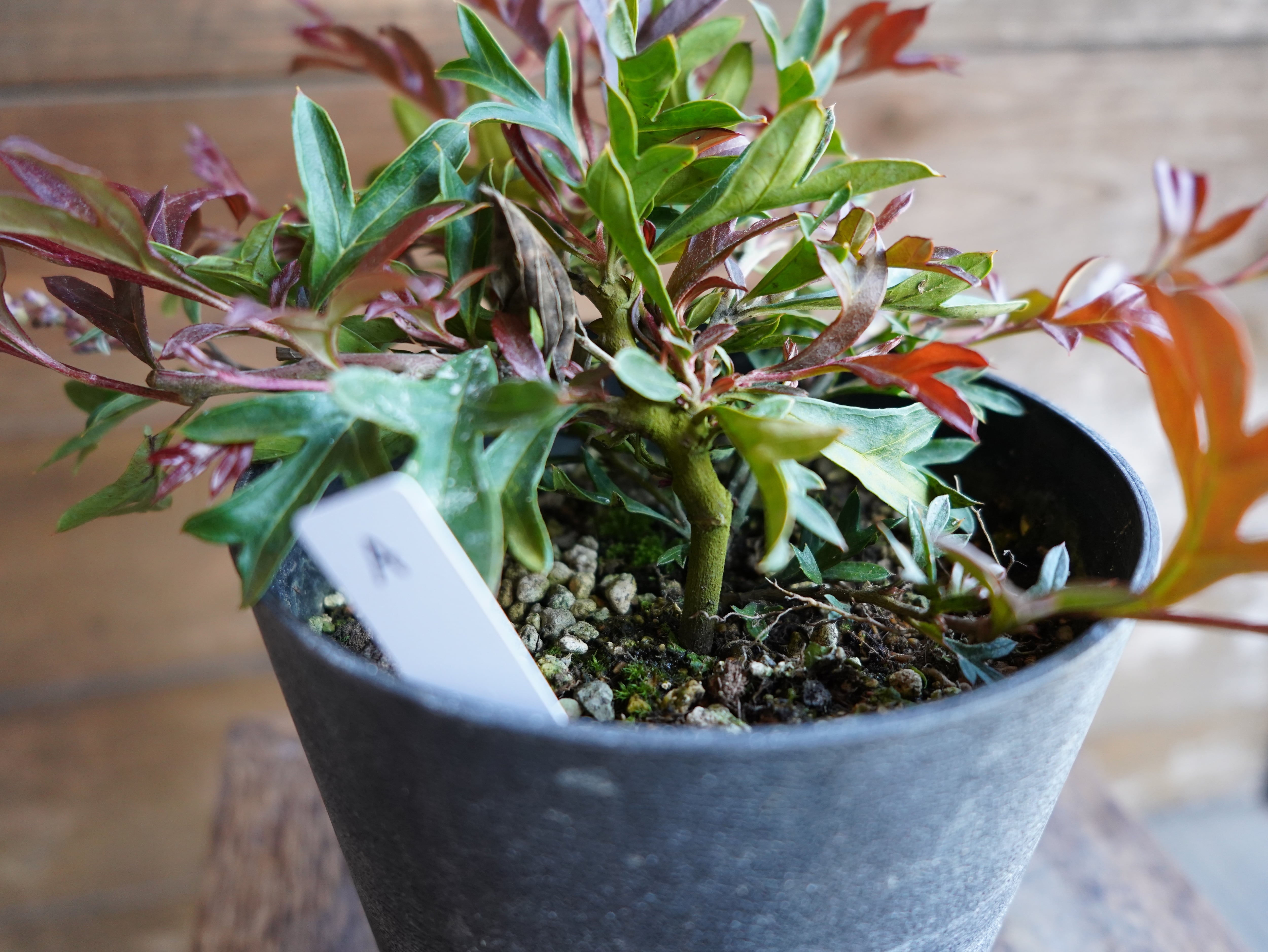 【現物】グレビレア "ガウディチャウディ" A