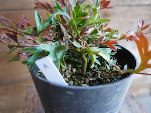 【現物】グレビレア "ガウディチャウディ" A