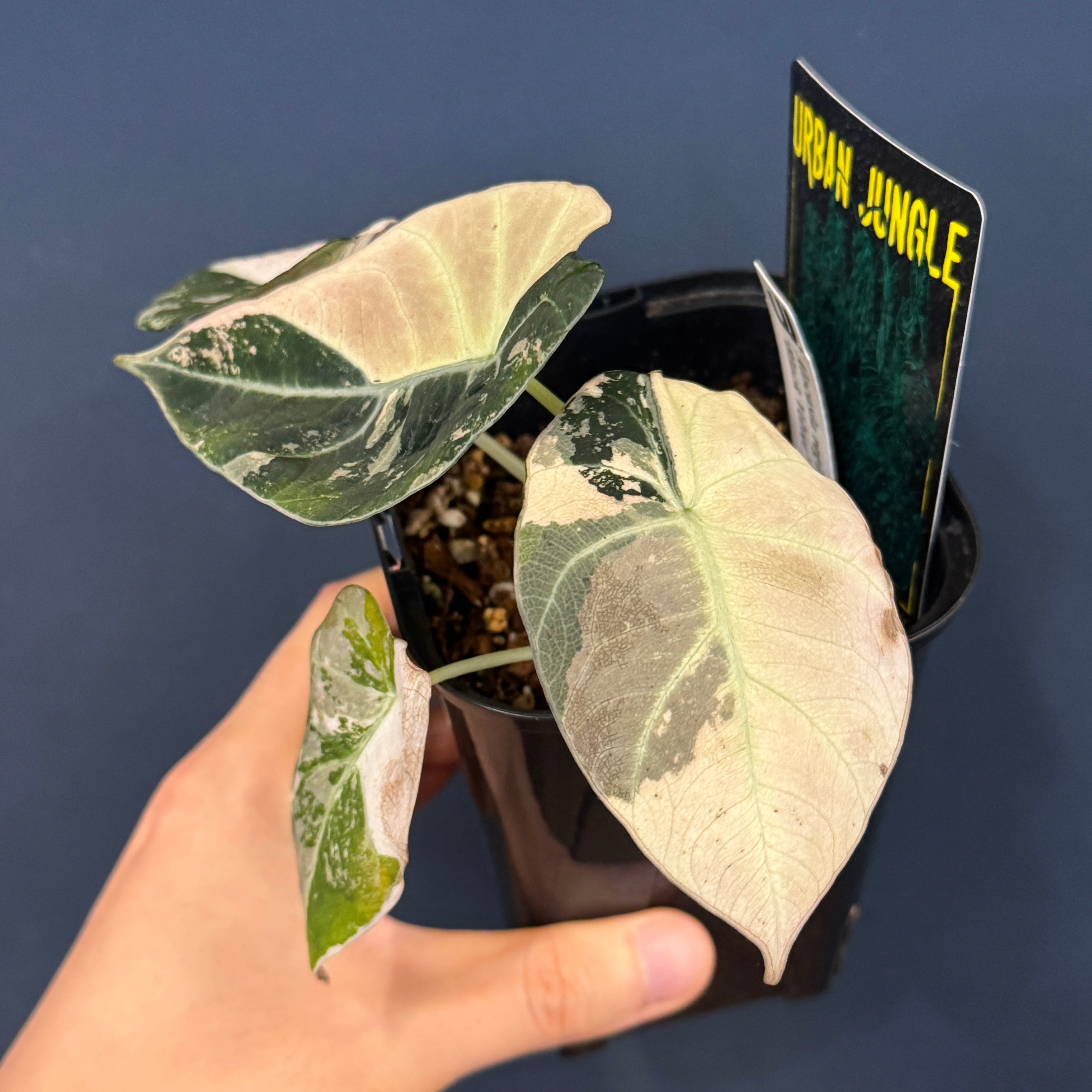 アロカシア ブラックベルベット 斑入り【088】 | PROTOLEAF プロトリーフ