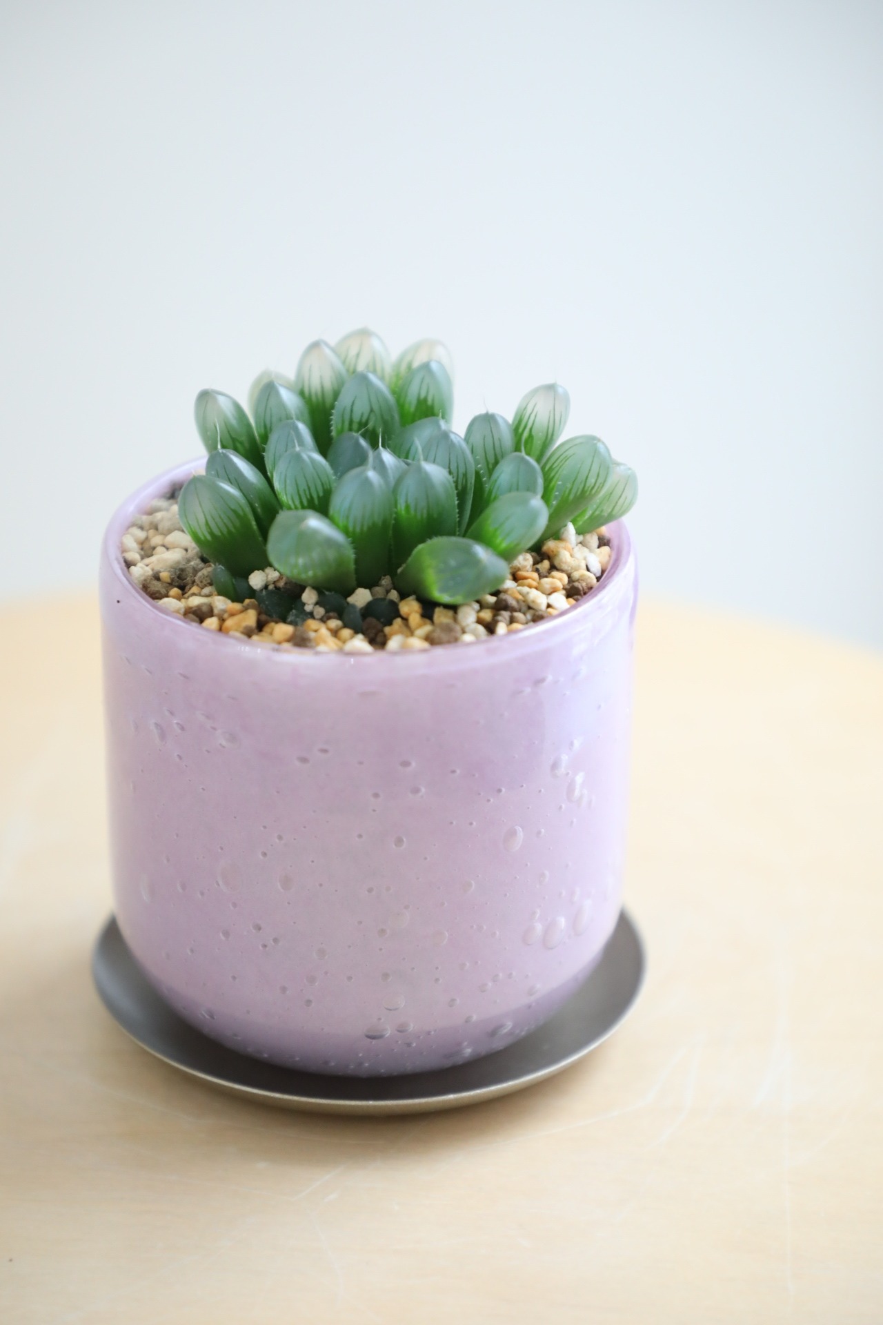 【S】ハオルチア クーペリー/Haworthia