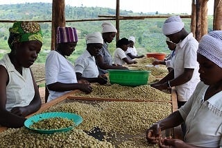 【ルワンダ】 スカイヒル  コプロカWS ［1000g］中深煎り自家焙煎珈琲