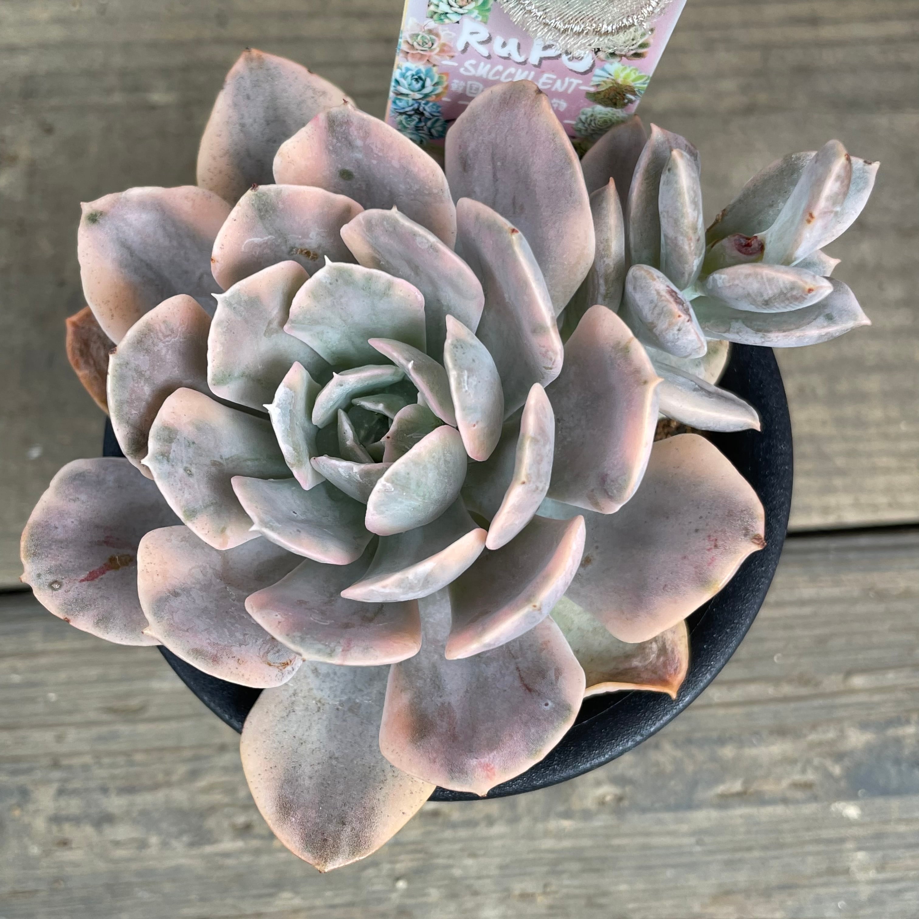 Echeveria 'Mont Blanc'錦　多肉植物