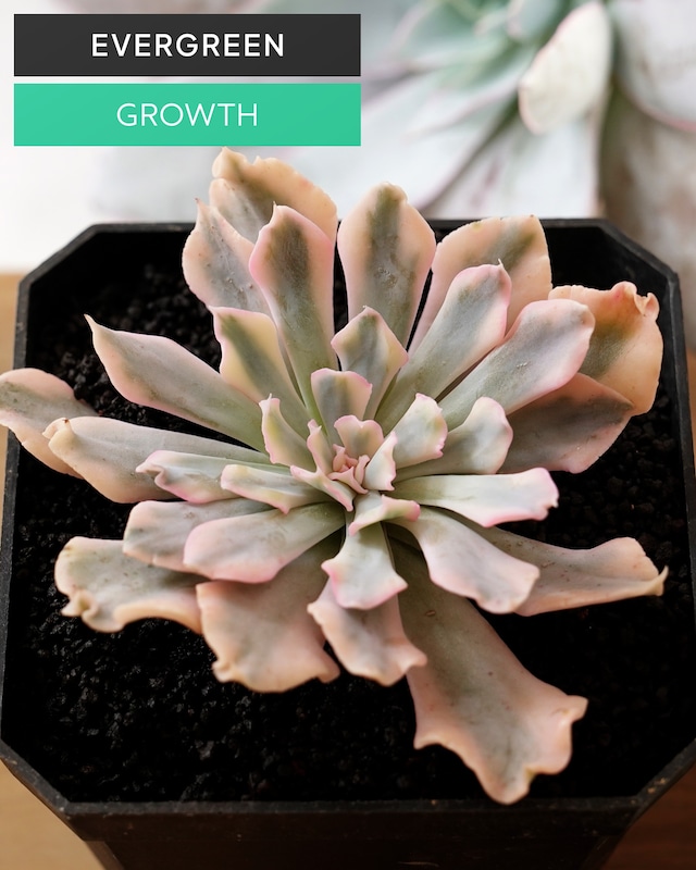 カット苗 リベリア錦 L Echeveria 'Liberia Variegated'