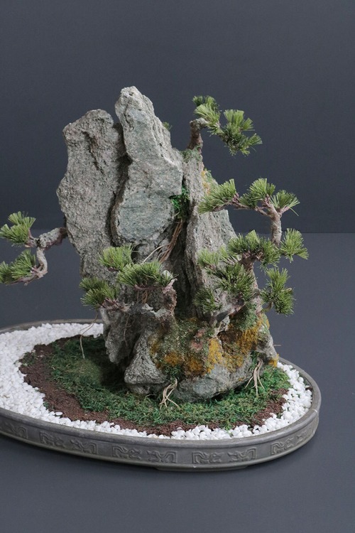 盆栽 松 Pinetree Bonsai #152