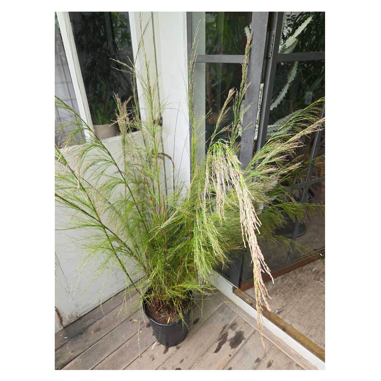 Rhodocoma capensis | Seeding