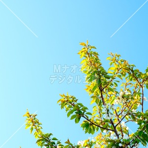 光射すリンゴの花と快晴の空　Shining apple blossoms and clear skies