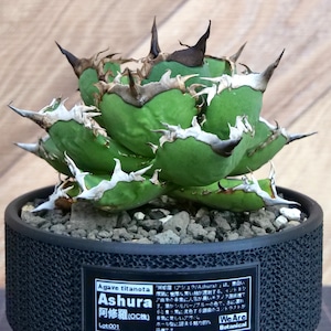 Agave Titanota 阿修羅 (ashura) アガベ チタノタ / 中株(4号鉢)/Lot.001