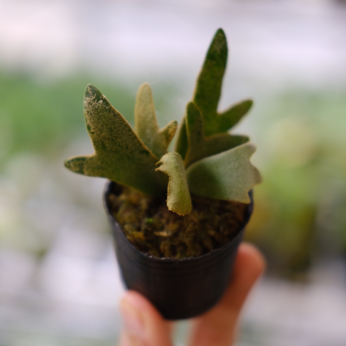 P.willinckii 